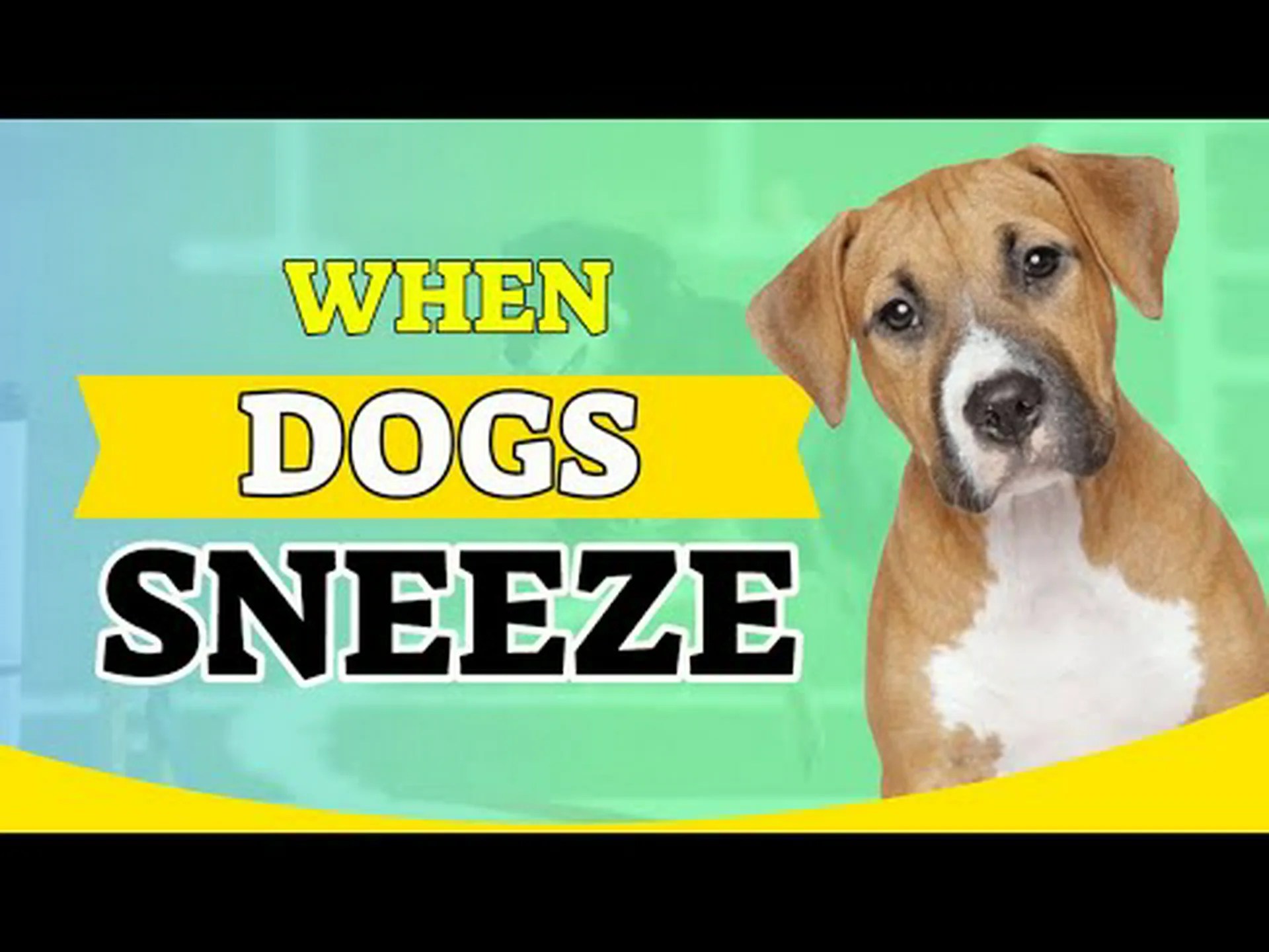 犬がくしゃみをするのはなぜですか(予想外) 犬がくしゃみをするのはなぜですか(予想外)