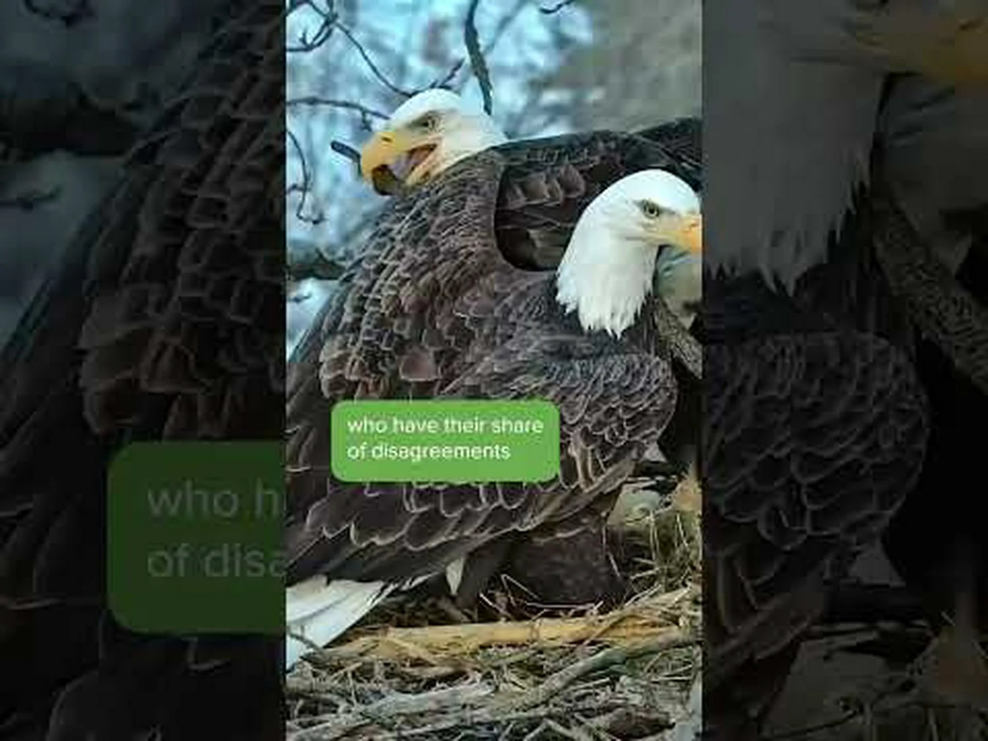 営巣するワシは家族間で争いを起こし、巣のどこに棒を置くかで口論する 営巣するワシは家族間で争いを起こし、巣のどこに棒を置くかで口論する