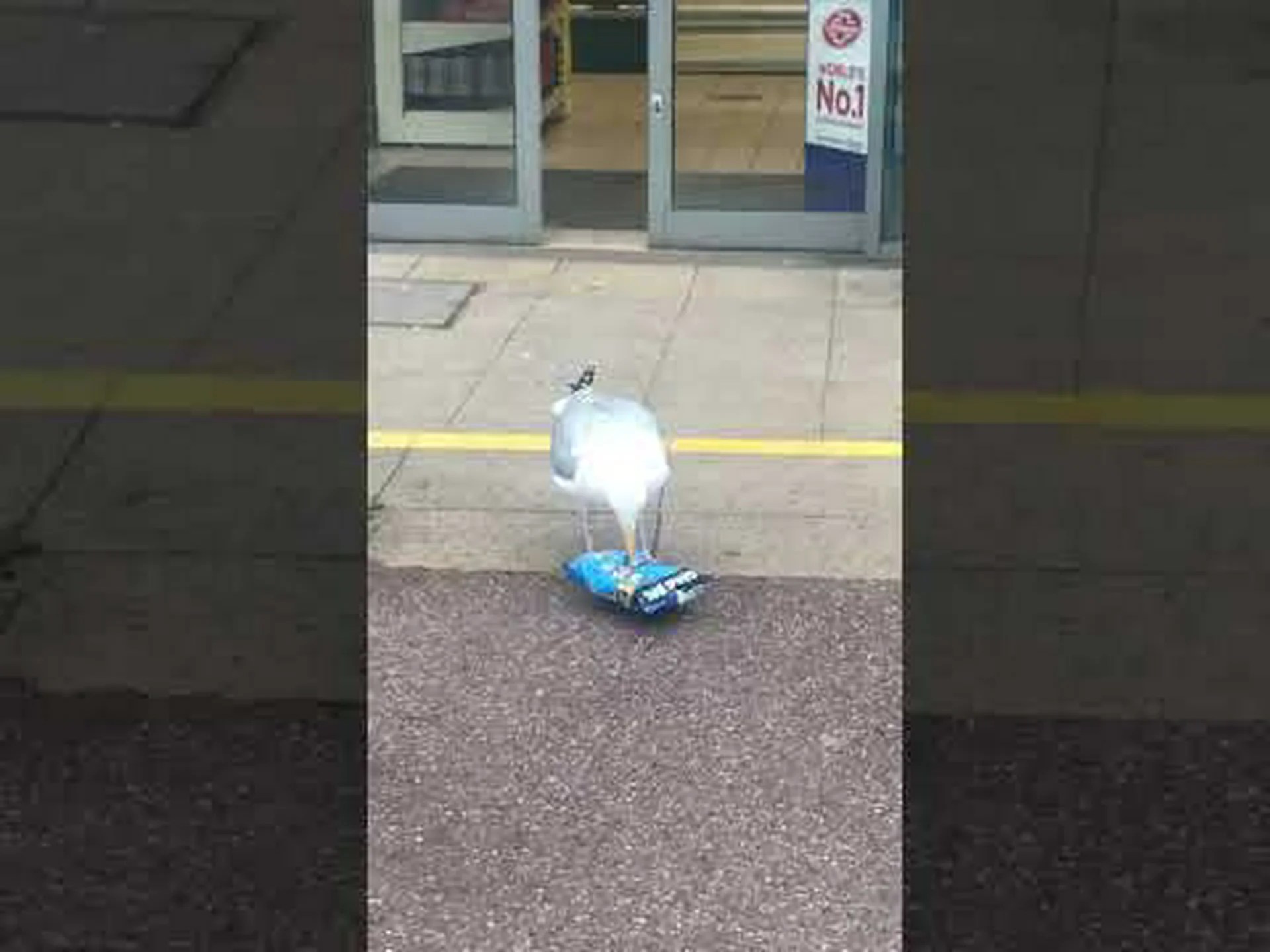 カモメが食料品店に入ってサンドイッチを盗む様子を観察する カモメが食料品店に入ってサンドイッチを盗む様子を観察する