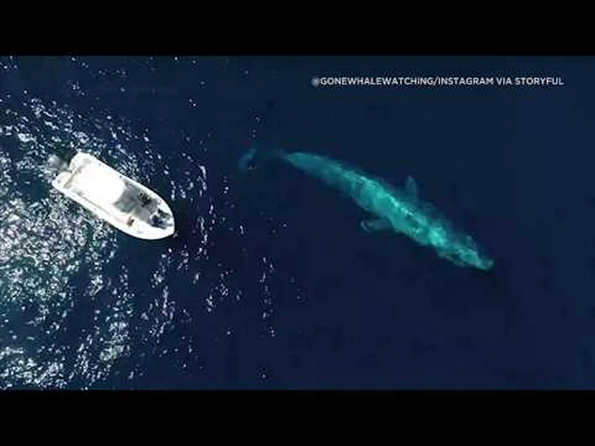 サンディエゴ沖のビルサイズのシロナガスクジラサークルボートを雄大なビデオで鑑賞 サンディエゴ沖のビルサイズのシロナガスクジラサークルボートを雄大なビデオで鑑賞