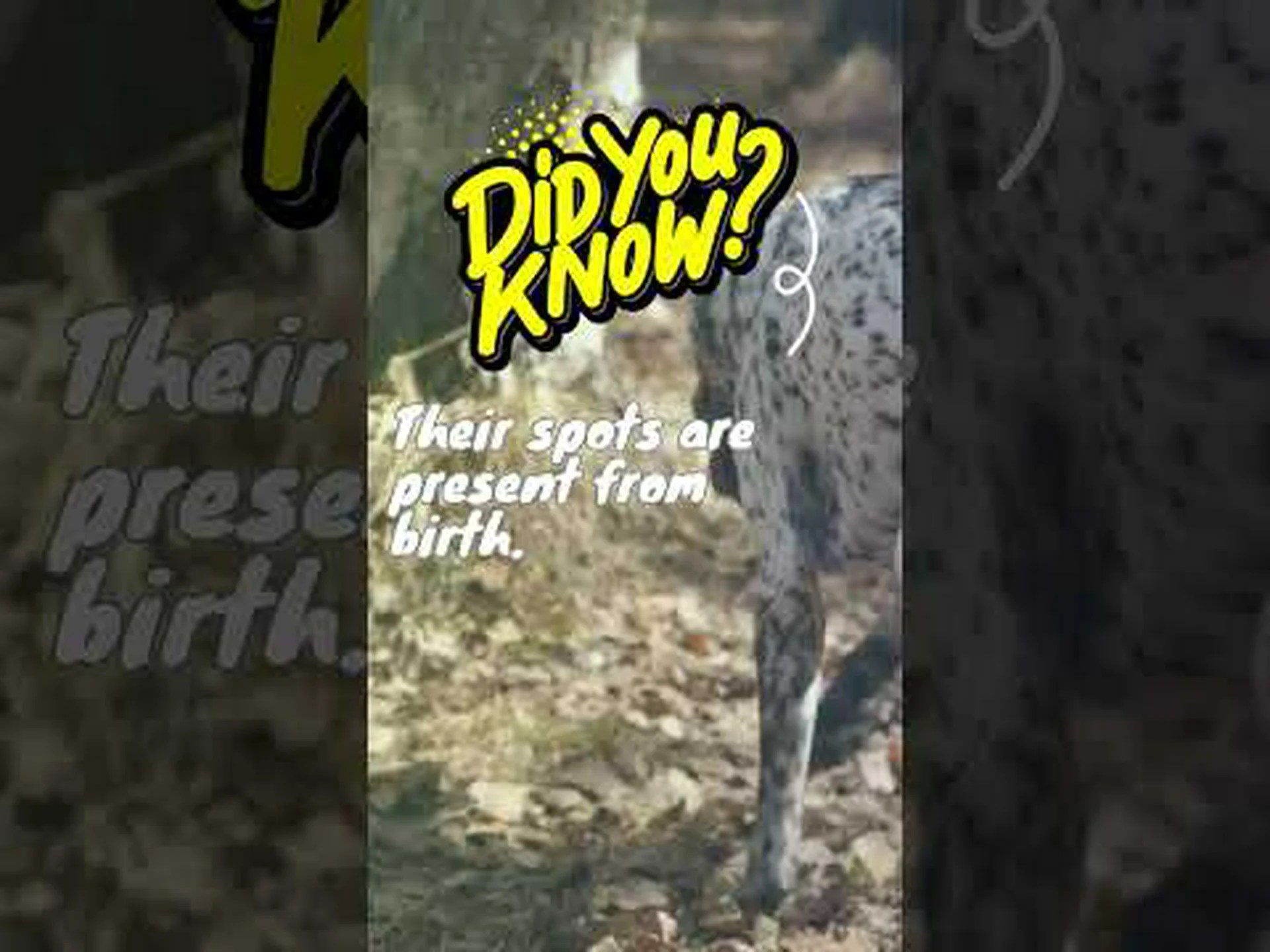 ダルメシアンはもともと何をするために育てられたのでしょうか? ダルメシアンはもともと何をするために育てられたのでしょうか?