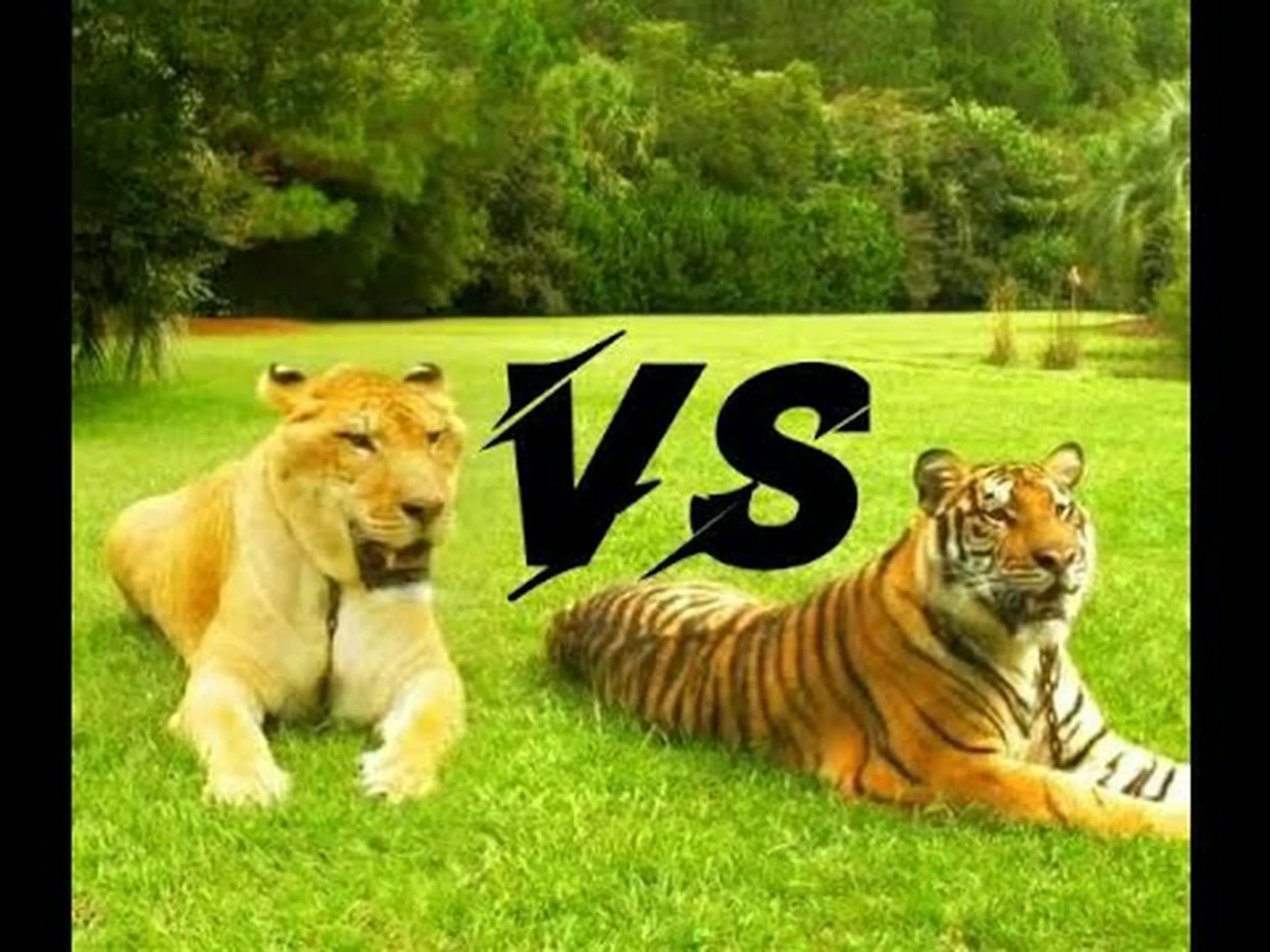 ライガーとタイガーの違いは何ですか? ライガーとタイガーの違いは何ですか?