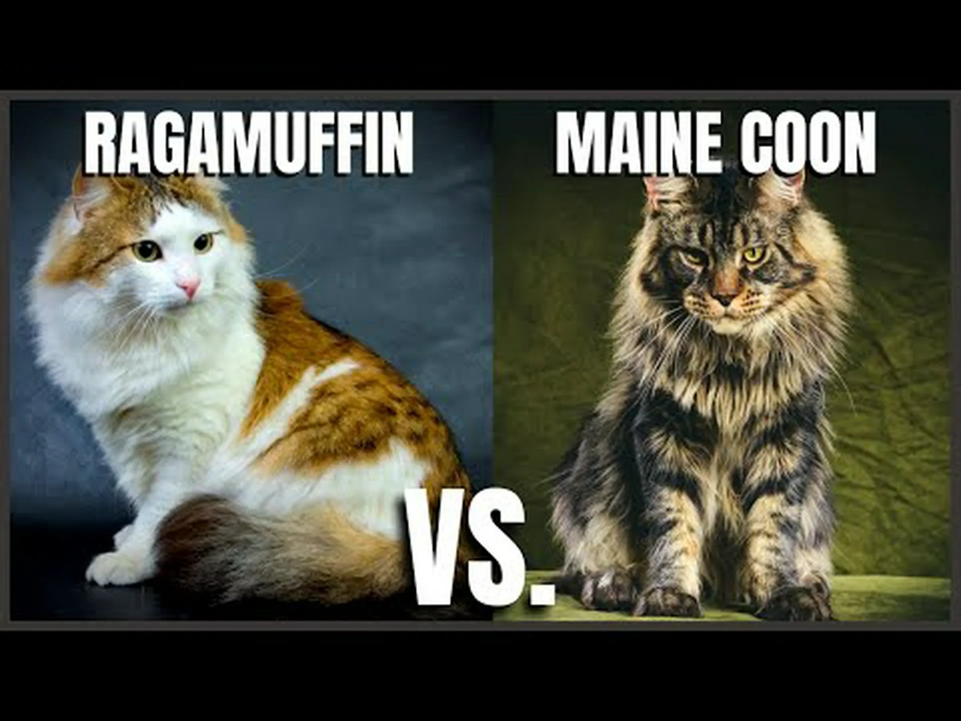 ラガマフィン vs メインクーン ラガマフィン vs メインクーン