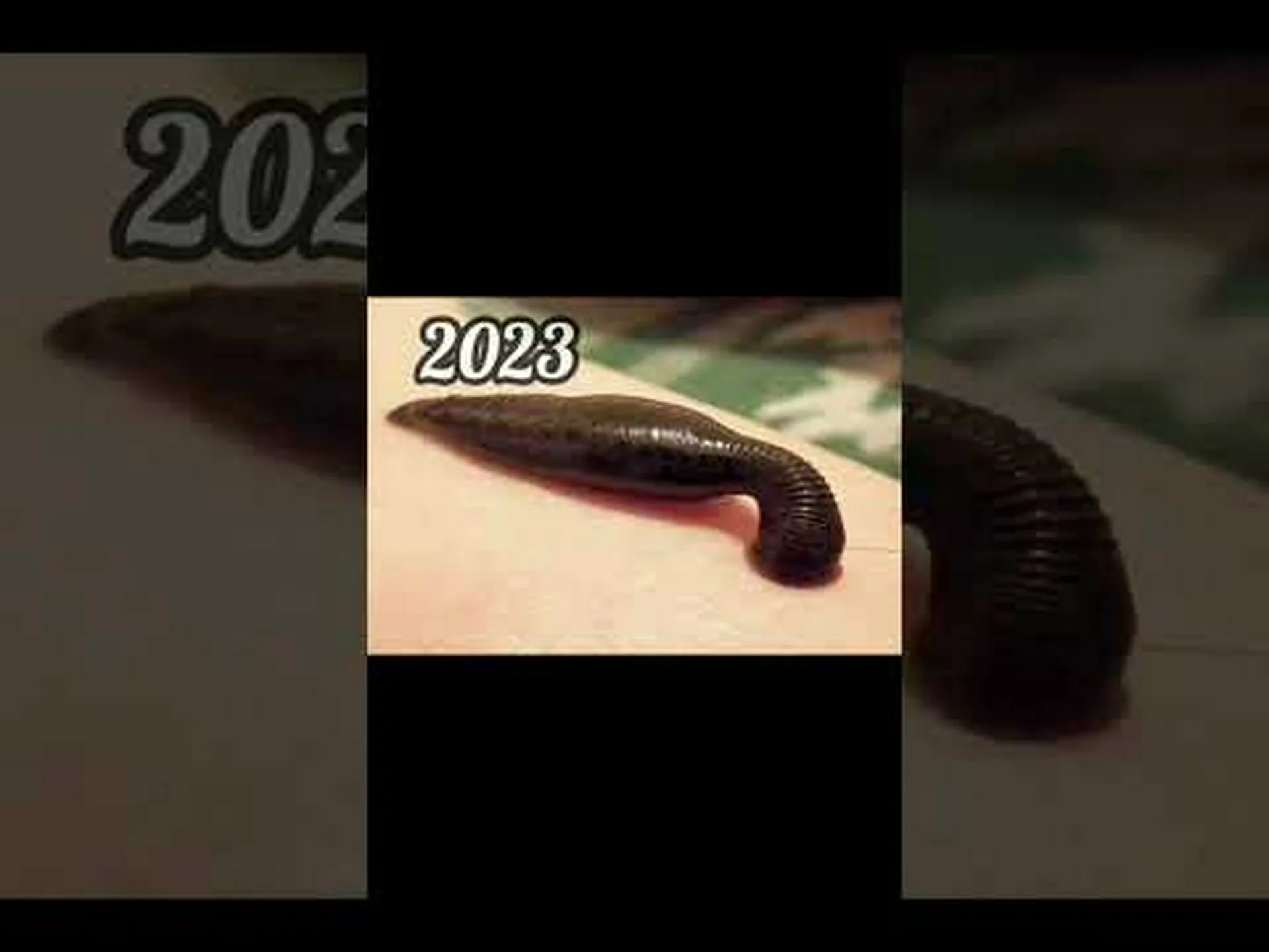 テキサスのヒル: テキサスに生息する種類と活動時期 テキサスのヒル: テキサスに生息する種類と活動時期