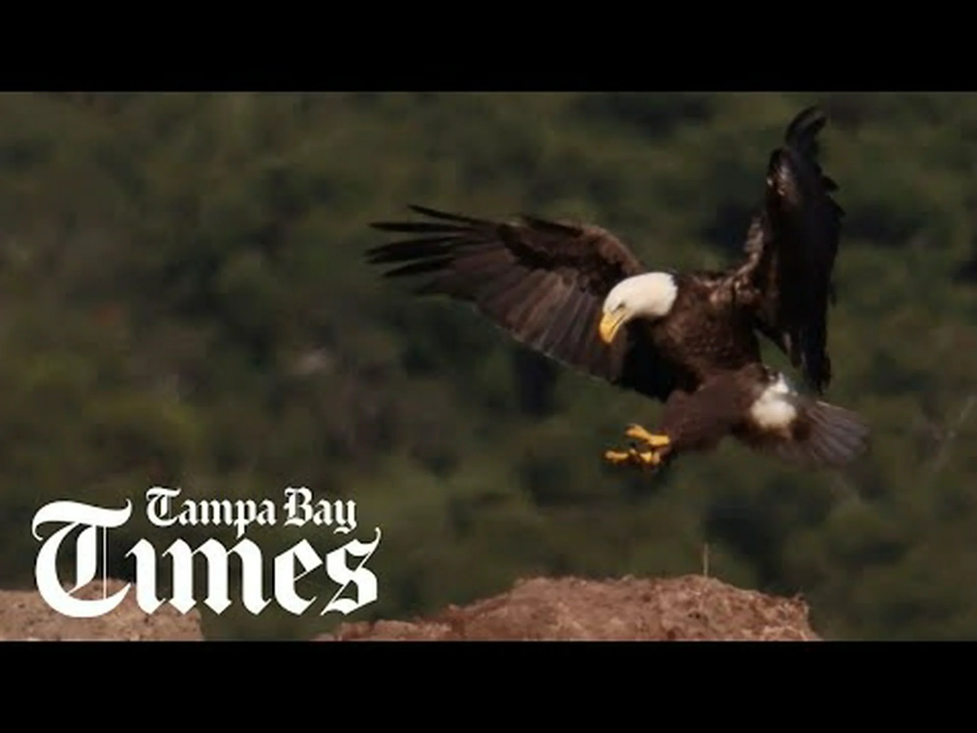 フロリダ州でハクトウワシを見るのに最適な場所と時間帯 5 選 フロリダ州でハクトウワシを見るのに最適な場所と時間帯 5 選