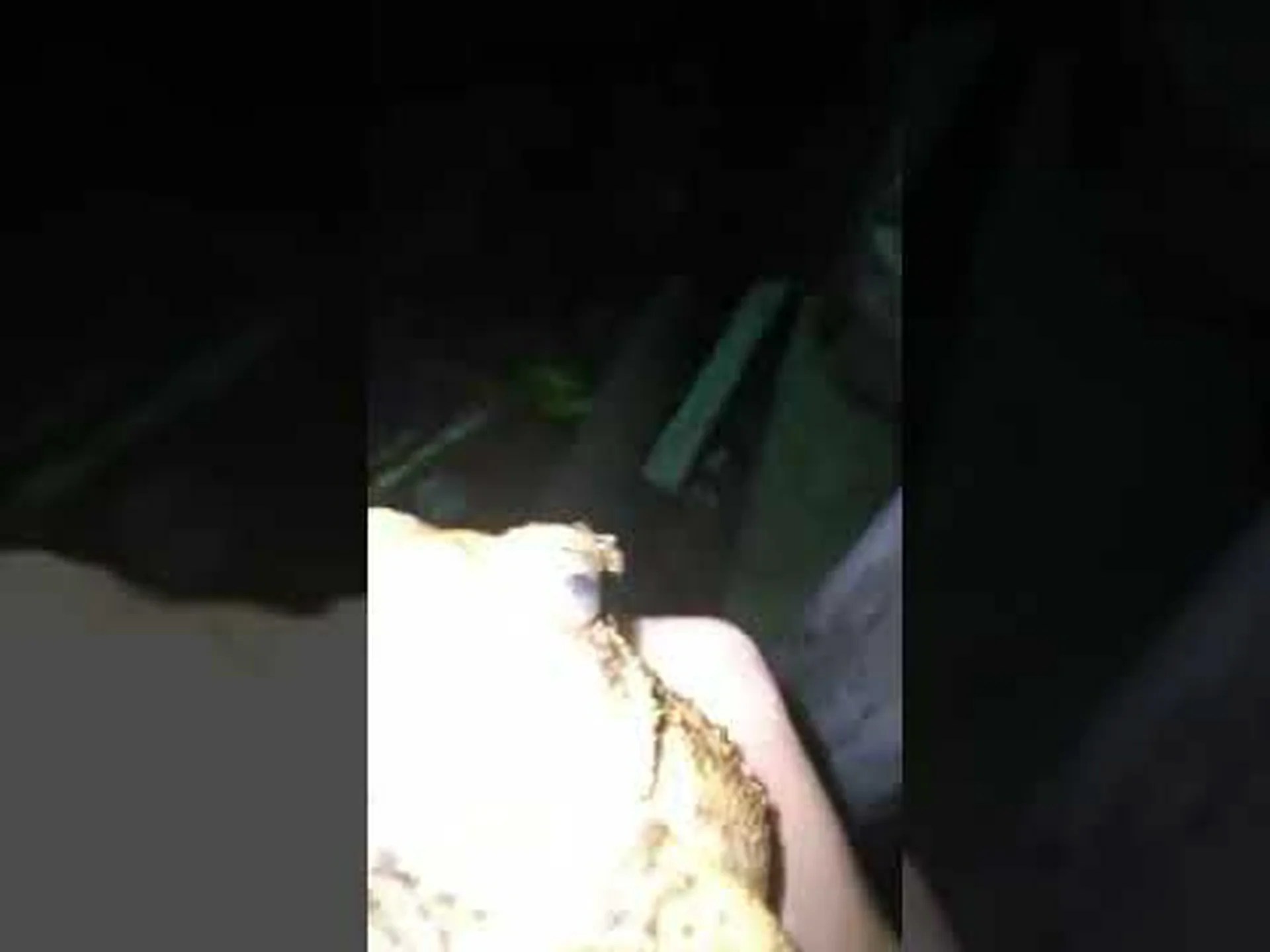 ファウラーヒキガエル:寿命、大きさ、外観など! ファウラーヒキガエル:寿命、大きさ、外観など!