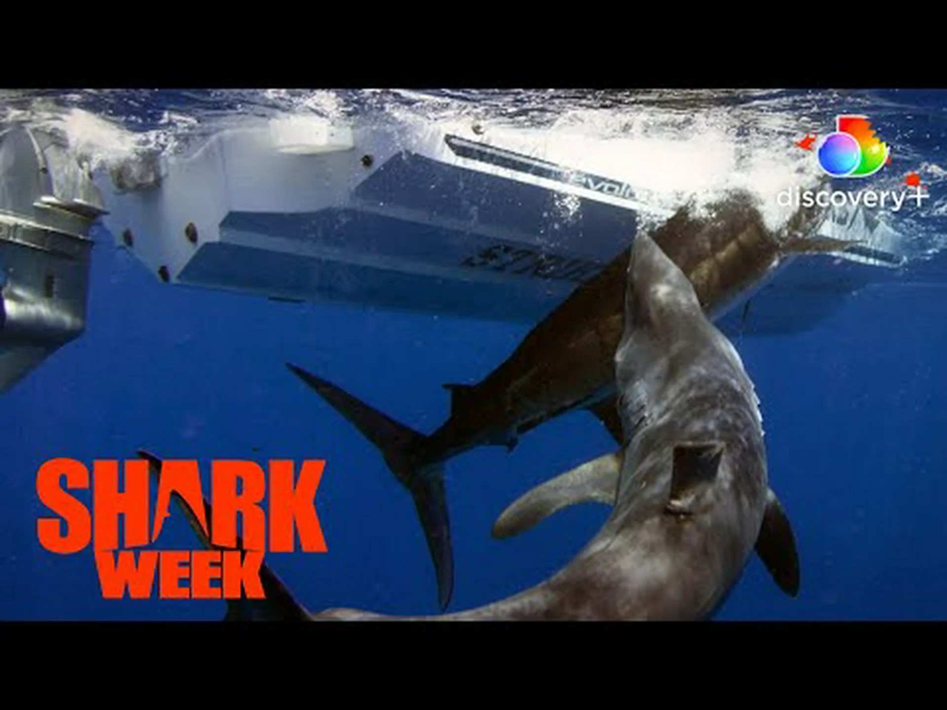 ジョージア州で史上最大のアオザメを発見 ジョージア州で史上最大のアオザメを発見