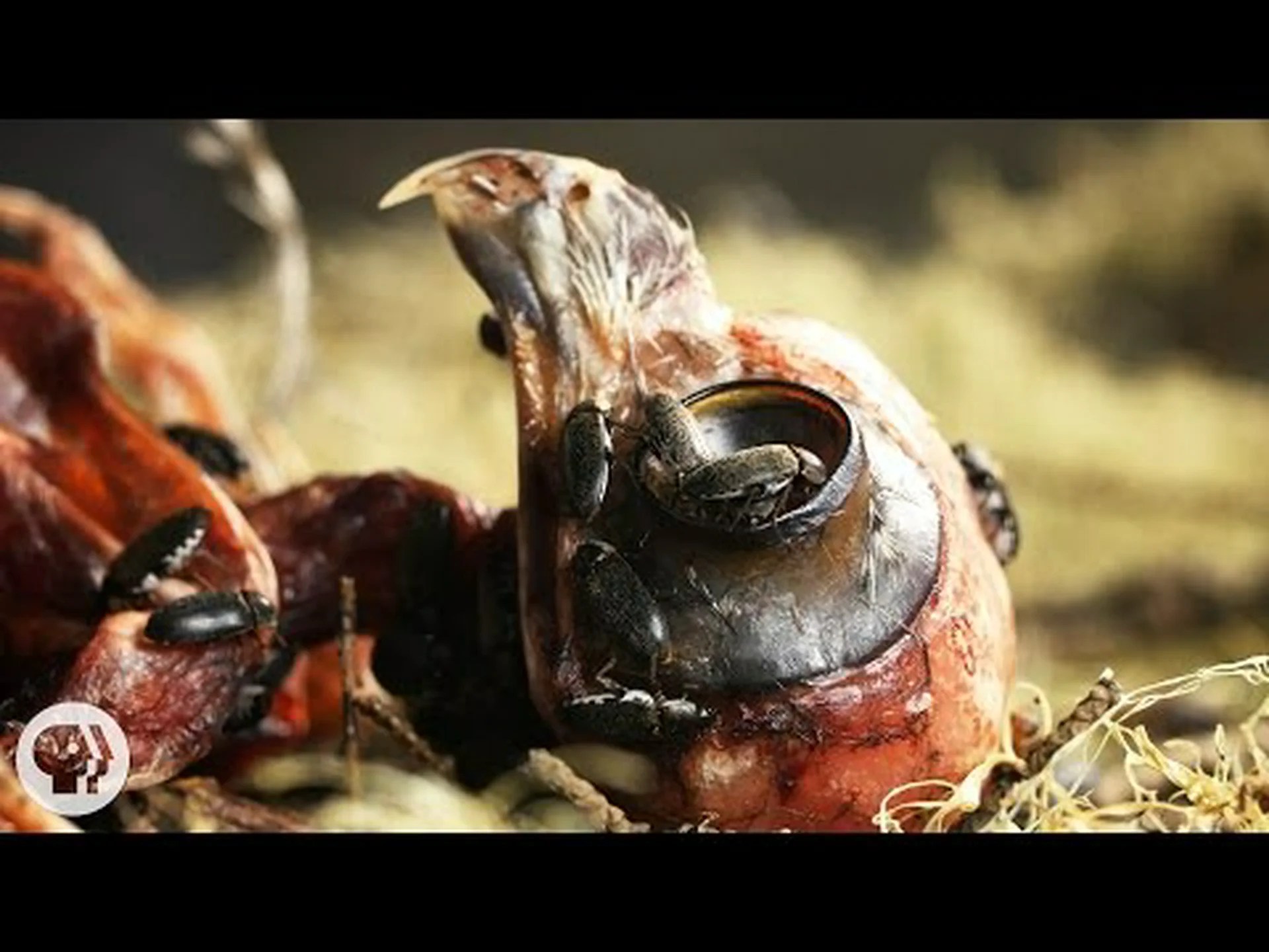 肉を食べるカブトムシ: 知りたくなかったすべて 肉を食べるカブトムシ: 知りたくなかったすべて