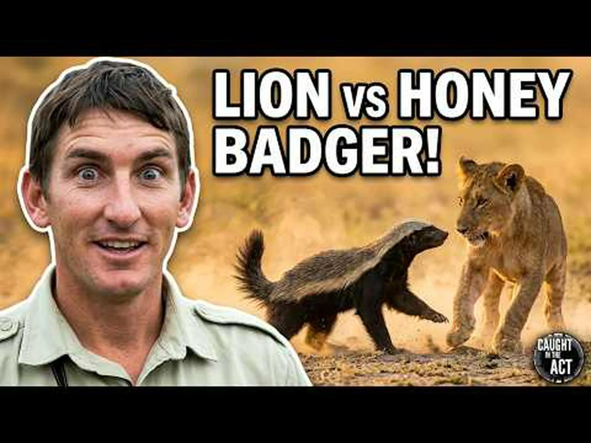 この動じないラーテルが 6 頭のライオンと何気なく戦い、それについて生きて語る様子を見てください。 この動じないラーテルが 6 頭のライオンと何気なく戦い、それについて生きて語る様子を見てください。