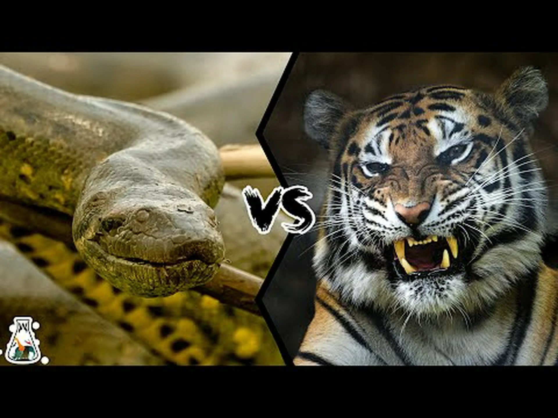 トラ vs アナコンダ: どちらの強力な動物が戦いに勝つでしょうか? トラ vs アナコンダ: どちらの強力な動物が戦いに勝つでしょうか?