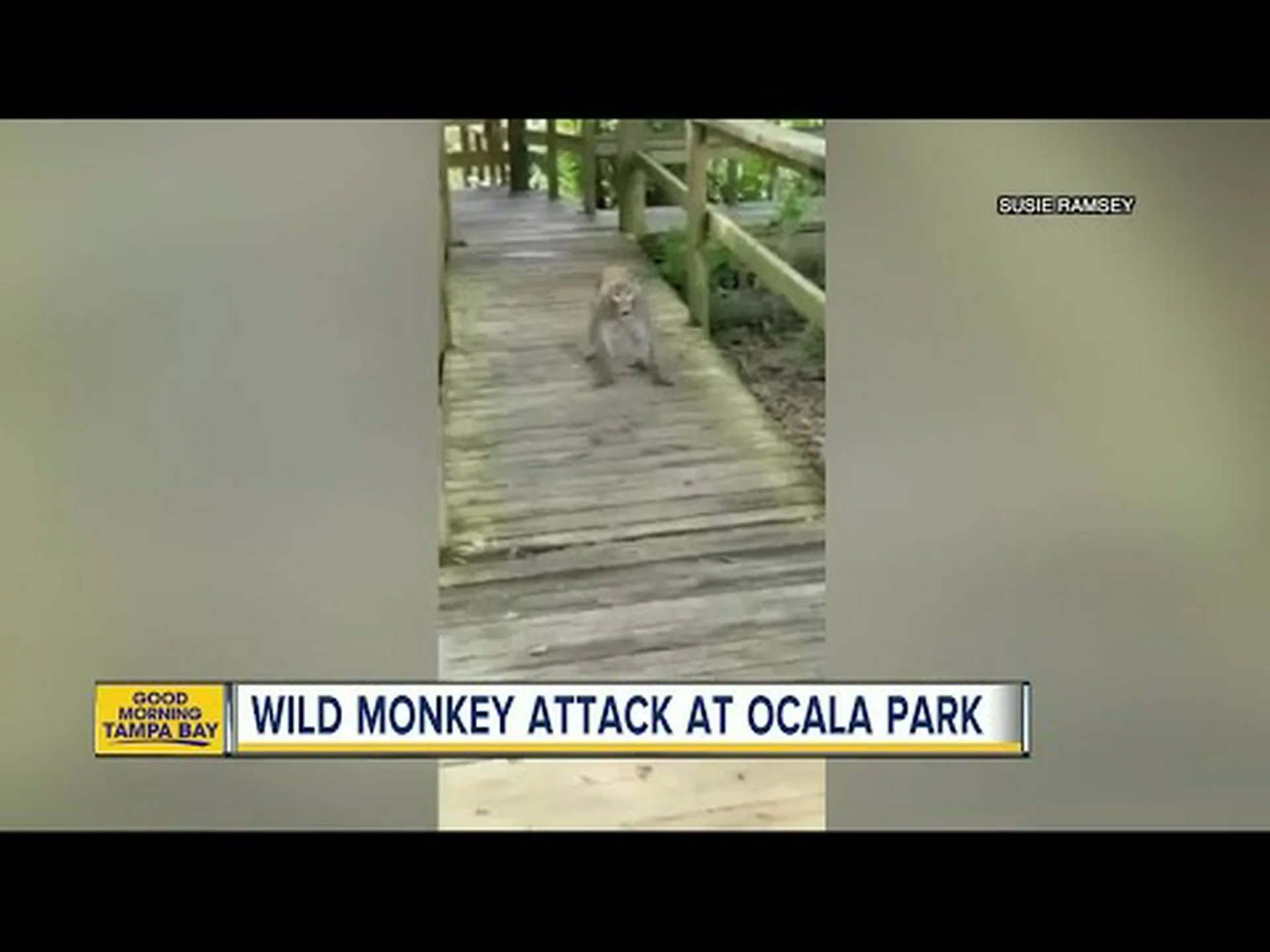 フロリダ州当局、町で目撃されたサルを避けるよう住民に警告 フロリダ州当局、町で目撃されたサルを避けるよう住民に警告