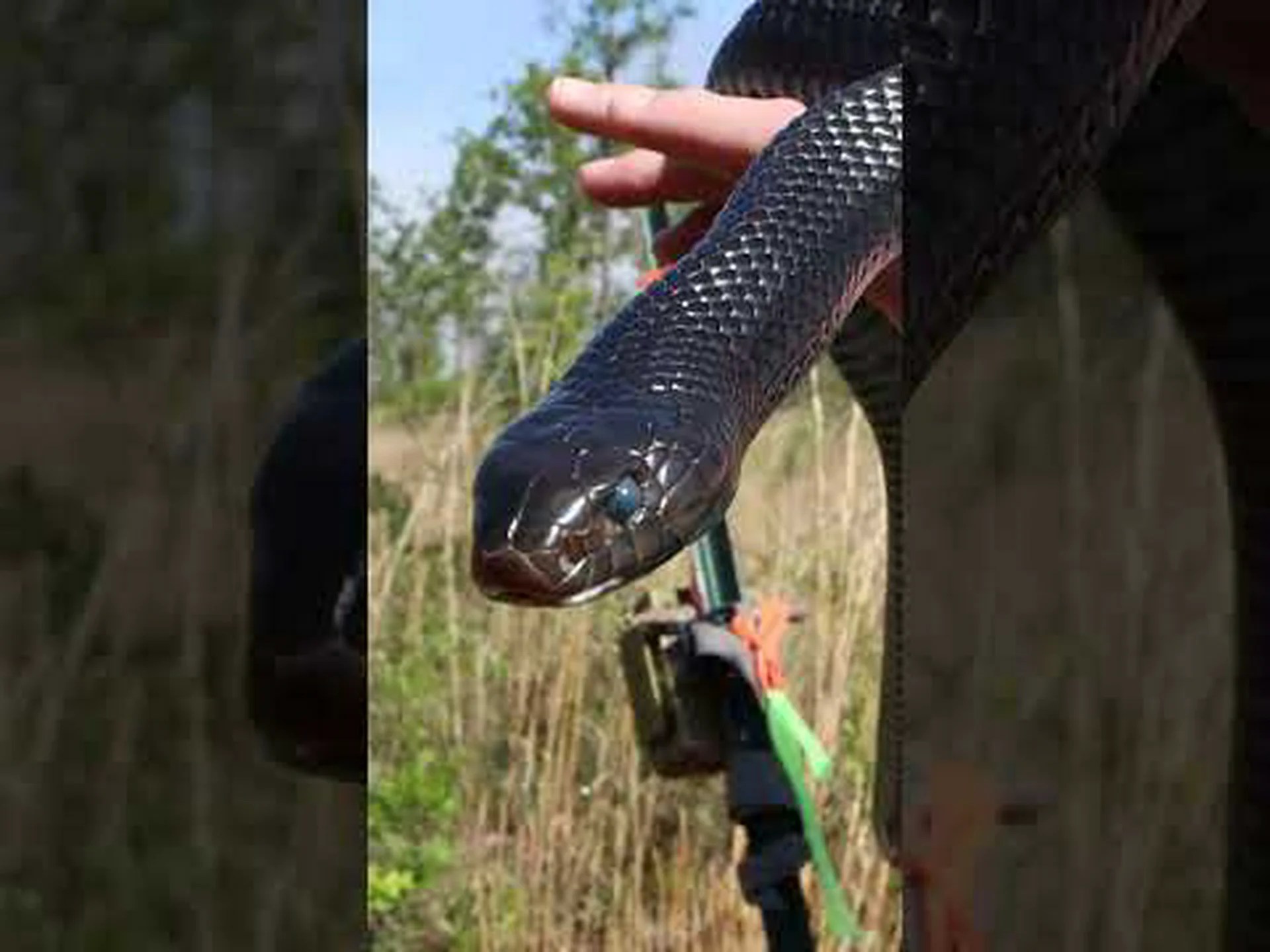 敵のガラガラを素早く仕留める藍色の蛇 敵のガラガラを素早く仕留める藍色の蛇