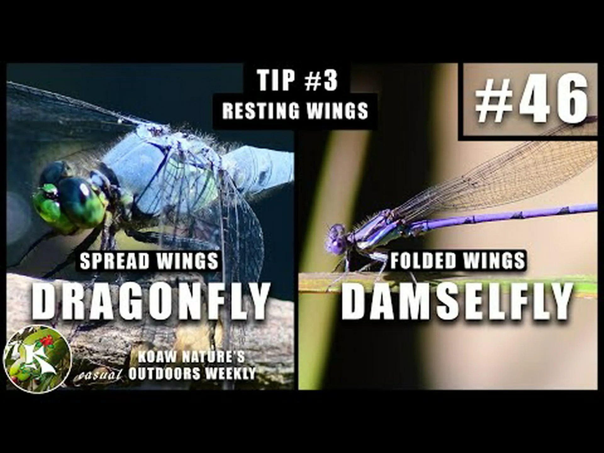 トンボとイトトンボ: 6 つの主な違いを説明 トンボとイトトンボ: 6 つの主な違いを説明