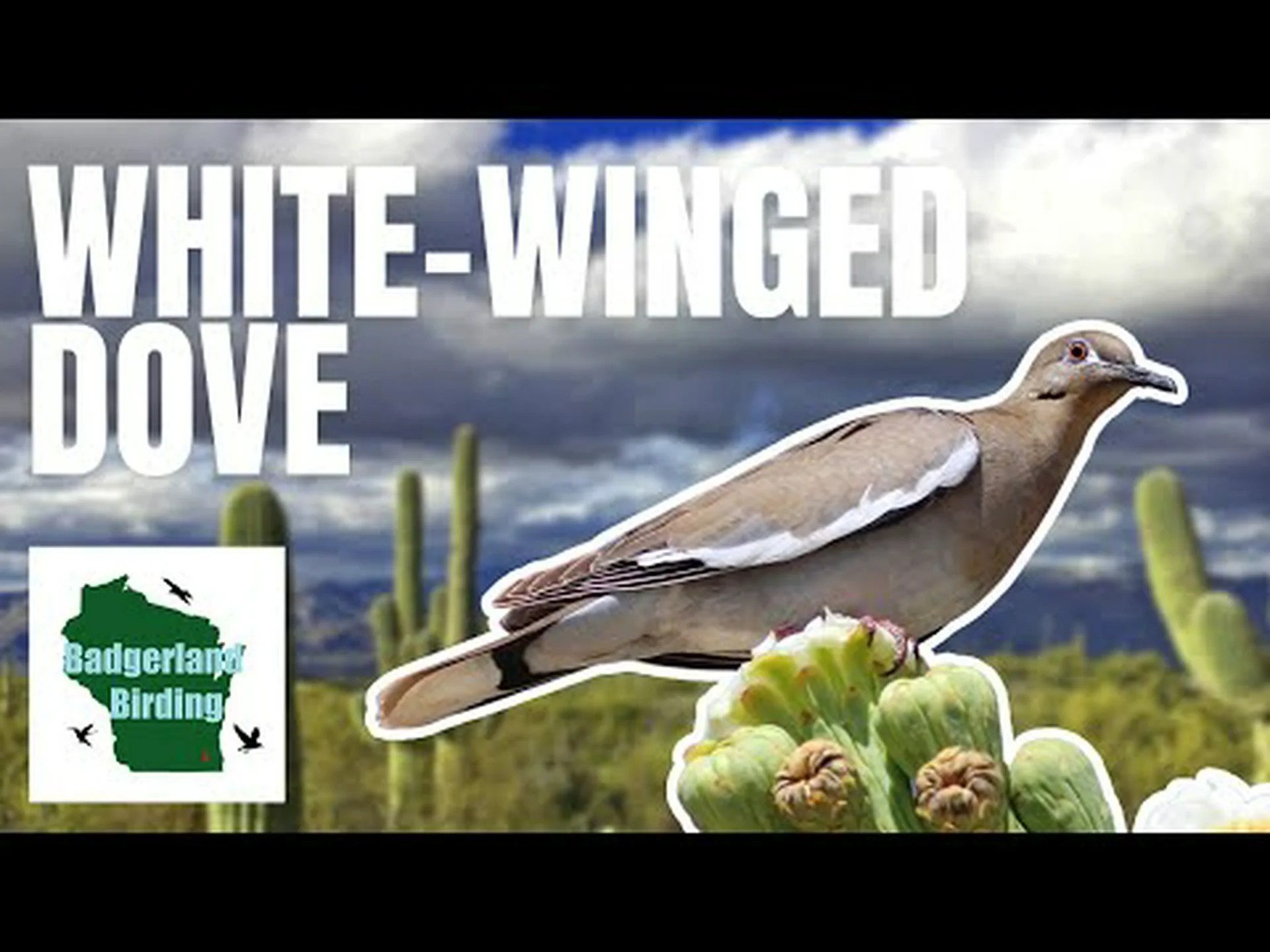 ハトとハトの違いは何ですか? ハトとハトの違いは何ですか?