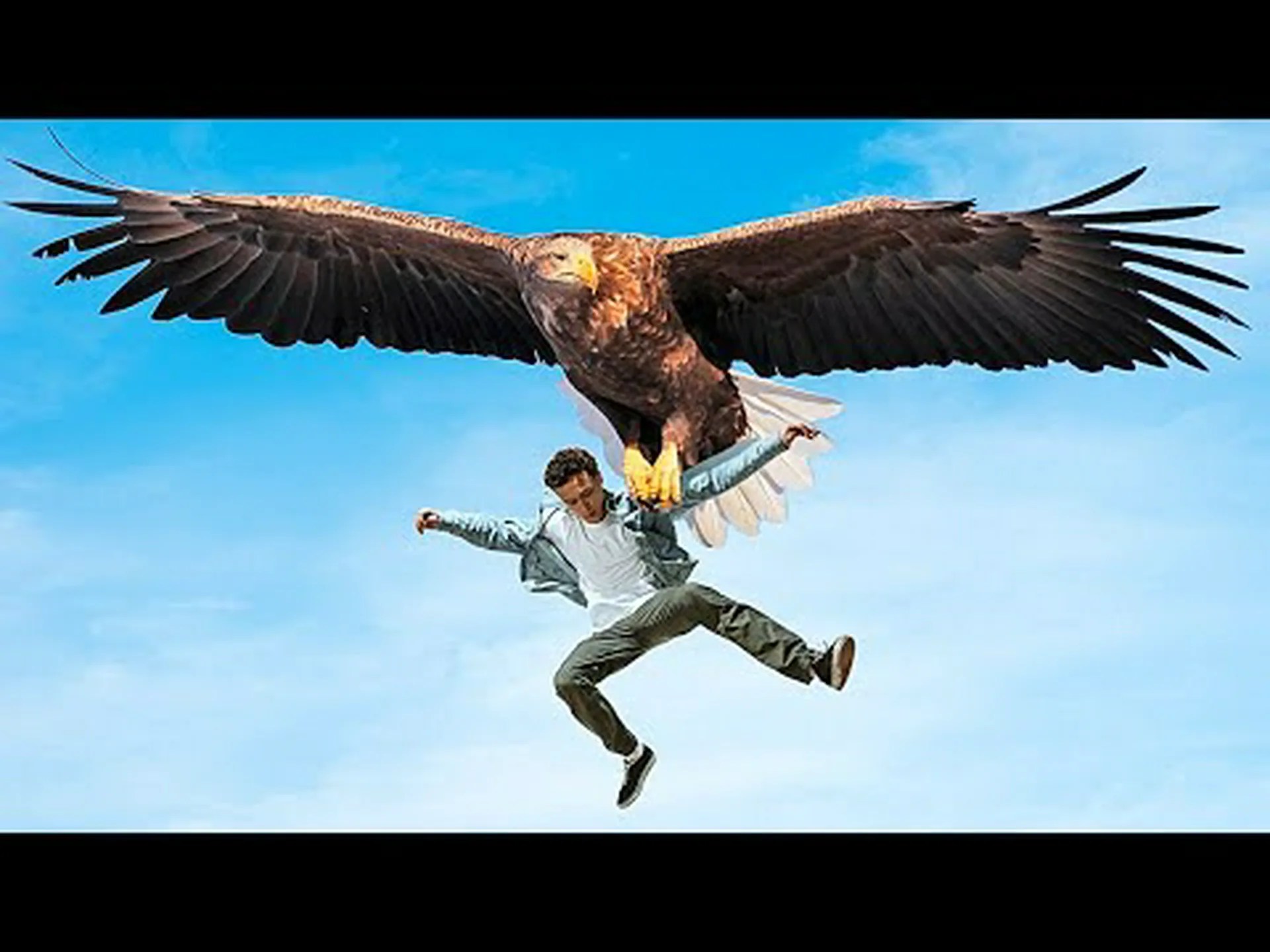 ワシはどれくらいの重さを運ぶことができますか?彼らの強さに関する11の驚くべき事実 ワシはどれくらいの重さを運ぶことができますか?彼らの強さに関する11の驚くべき事実