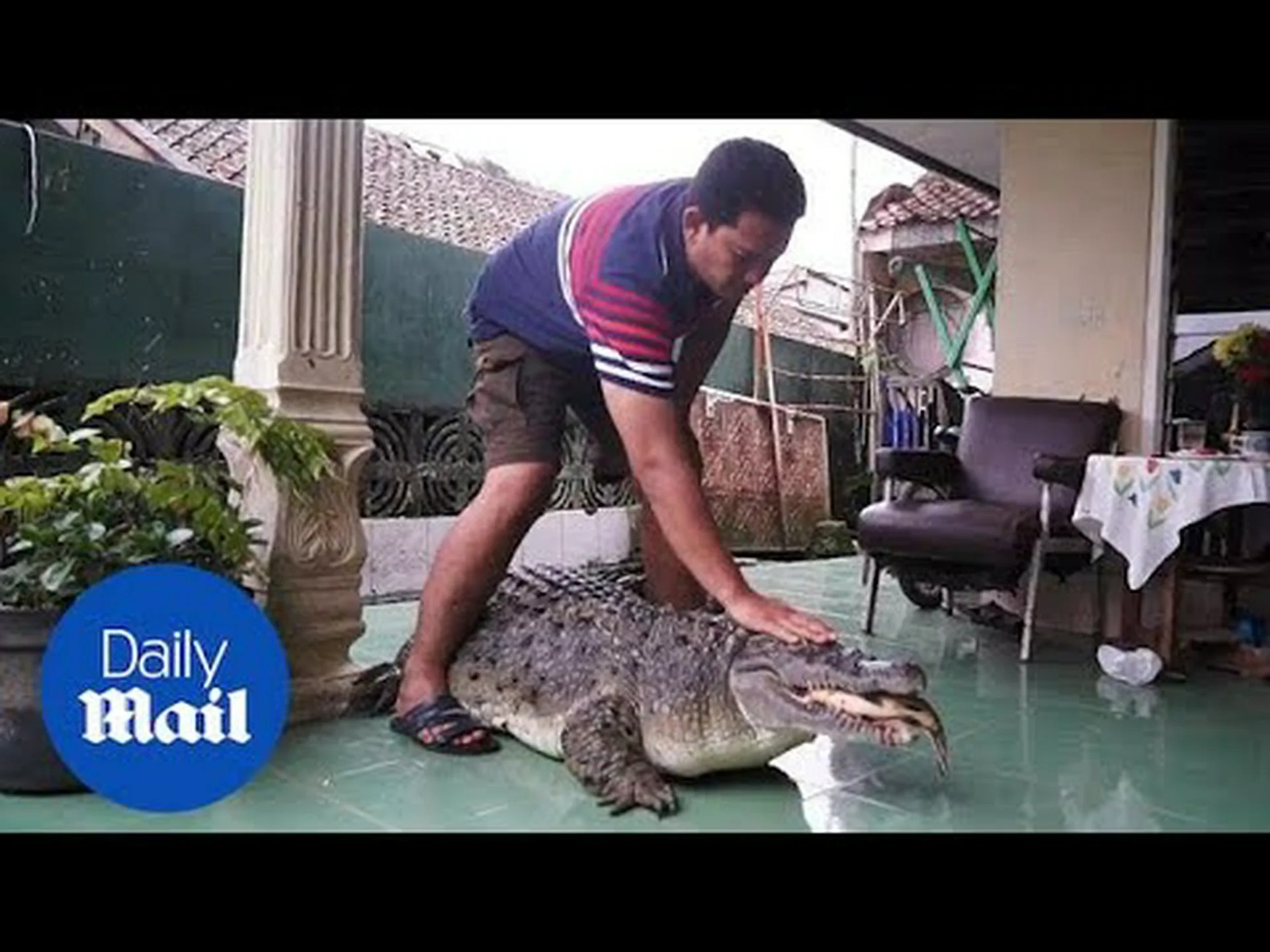 最愛の家族のペットとなった1,000ポンドのワニを発見 最愛の家族のペットとなった1,000ポンドのワニを発見