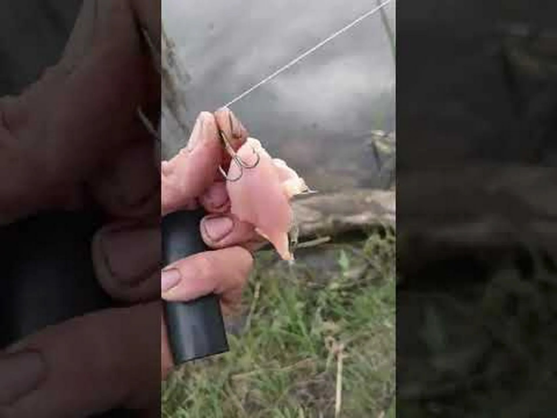 ワシントンでこれまでに捕獲された最大のアメリカナマズはひげを生やした巨大なナマズでした ワシントンでこれまでに捕獲された最大のアメリカナマズはひげを生やした巨大なナマズでした