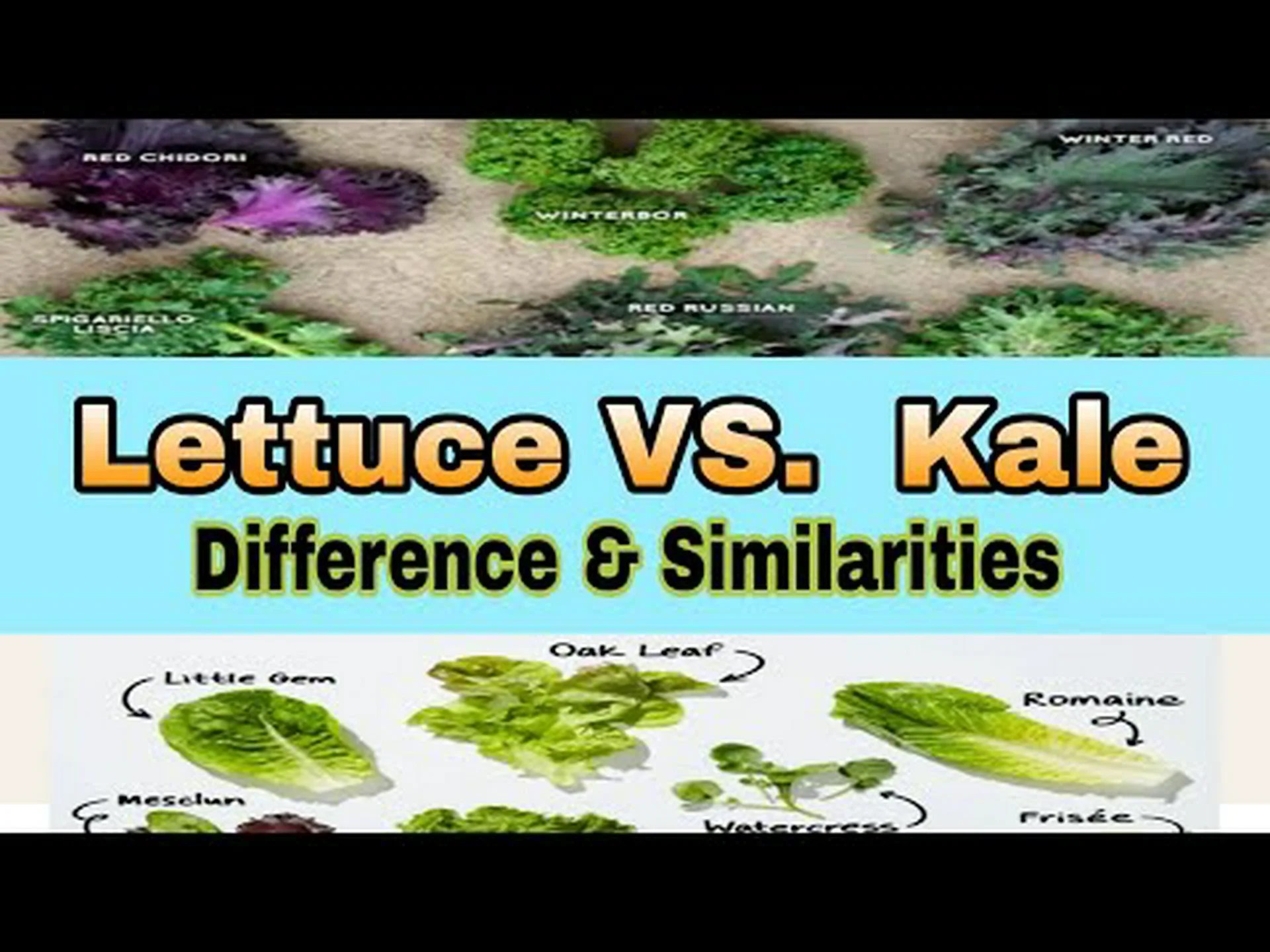 ケールとレタス: それらの違いは何ですか? ケールとレタス: それらの違いは何ですか?