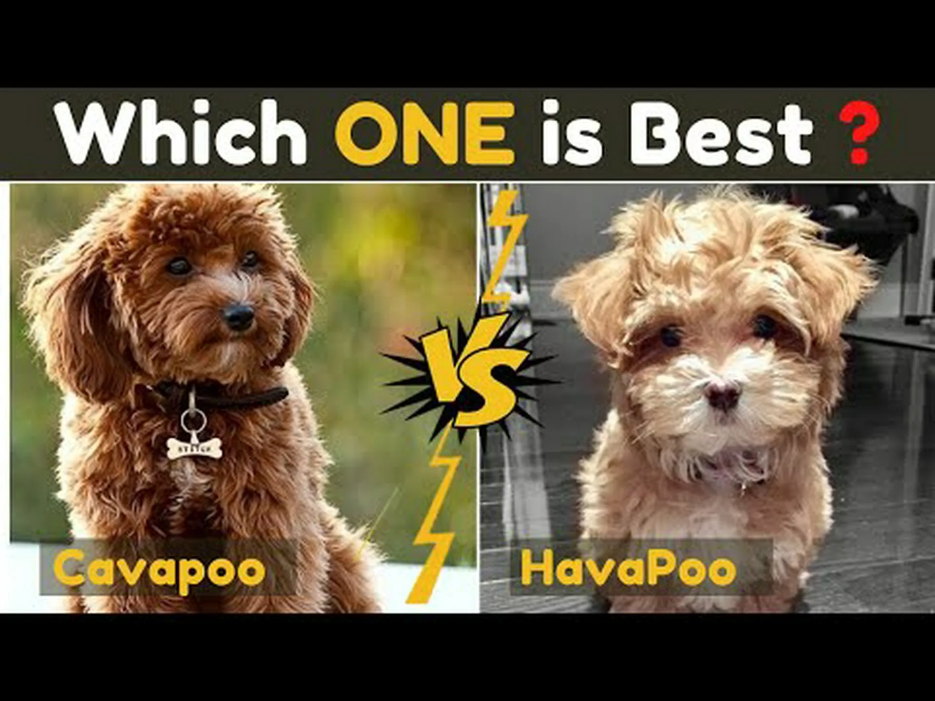 ハバプーとカバプー: どう違うの? ハバプーとカバプー: どう違うの?
