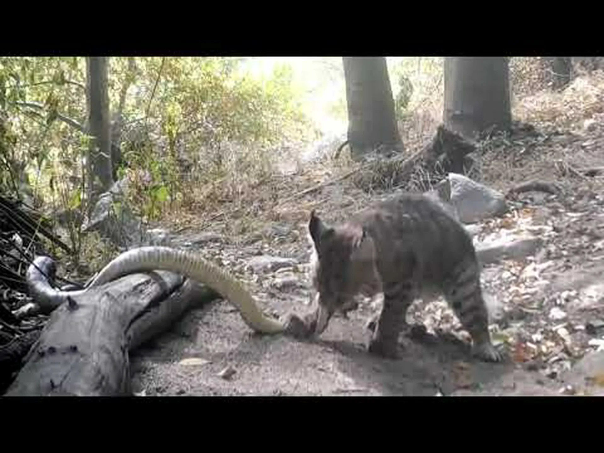 ボブキャットがガラガラヘビと死ぬまで戦うのを見る ボブキャットがガラガラヘビと死ぬまで戦うのを見る