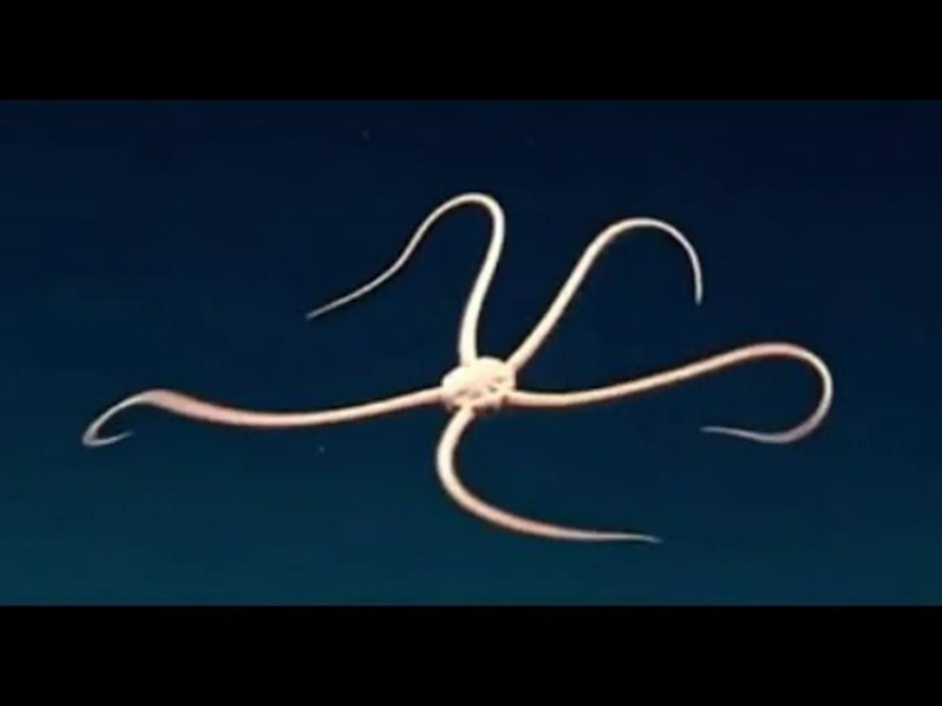 ディープオーシャンディスカバリーは5本の腕と槍のような歯を持つ新種 ディープオーシャンディスカバリーは5本の腕と槍のような歯を持つ新種