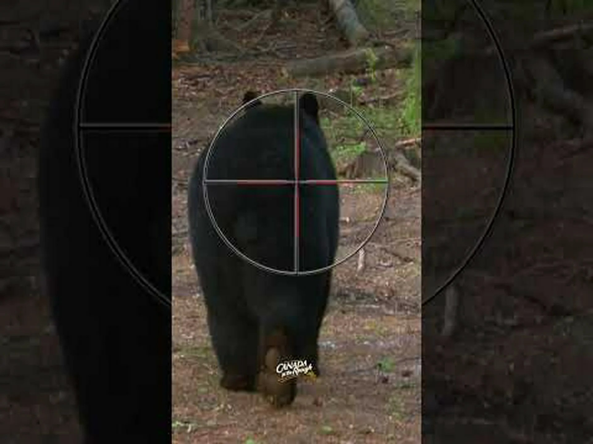 ワシントン州の 5 つのクマ出没スポットに注意してください ワシントン州の 5 つのクマ出没スポットに注意してください