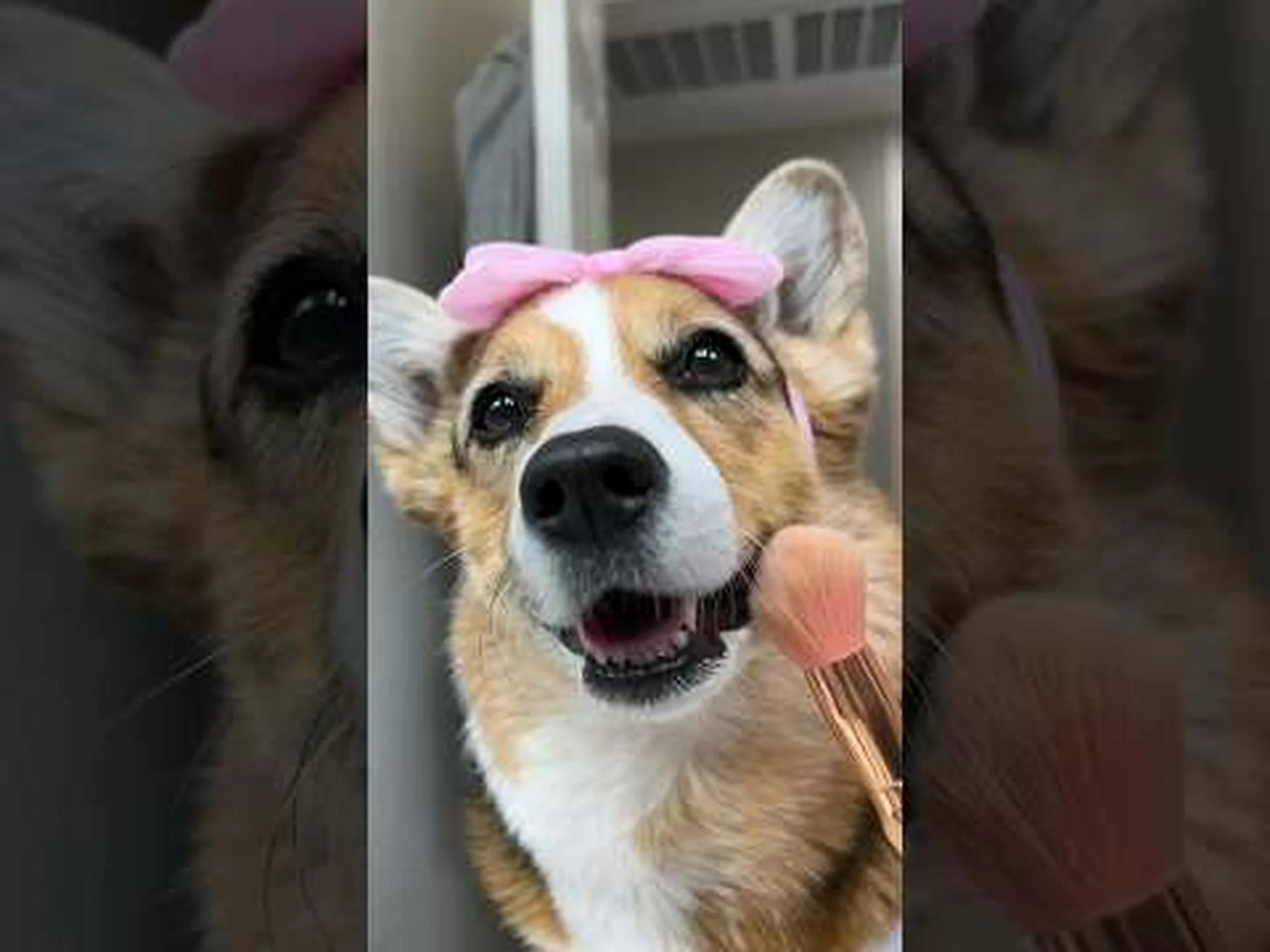 2024 年国際コーギーデー: 日付、由来、祝い方 2024 年国際コーギーデー: 日付、由来、祝い方