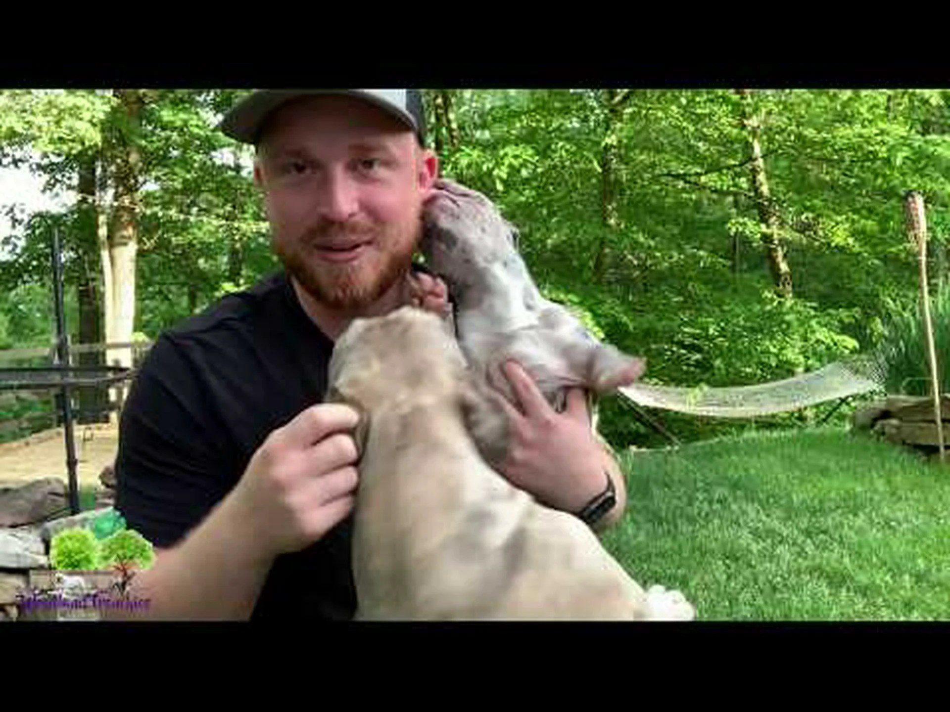 フレンチトンとフレンチ ブルドッグ: 8 つの主な違いは何ですか? フレンチトンとフレンチ ブルドッグ: 8 つの主な違いは何ですか?