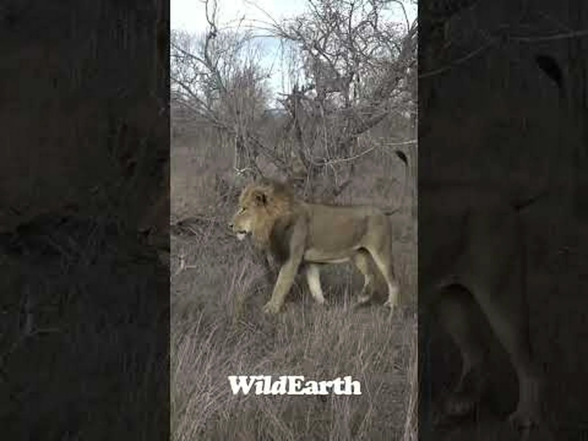 戦いの最中にハイエナの上でバク転する巨大な雄ライオンを見る 戦いの最中にハイエナの上でバク転する巨大な雄ライオンを見る