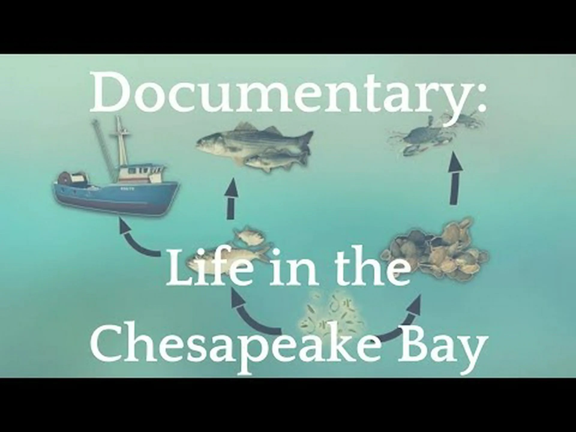 チェサピーク湾の底には何が住んでいるの? チェサピーク湾の底には何が住んでいるの?