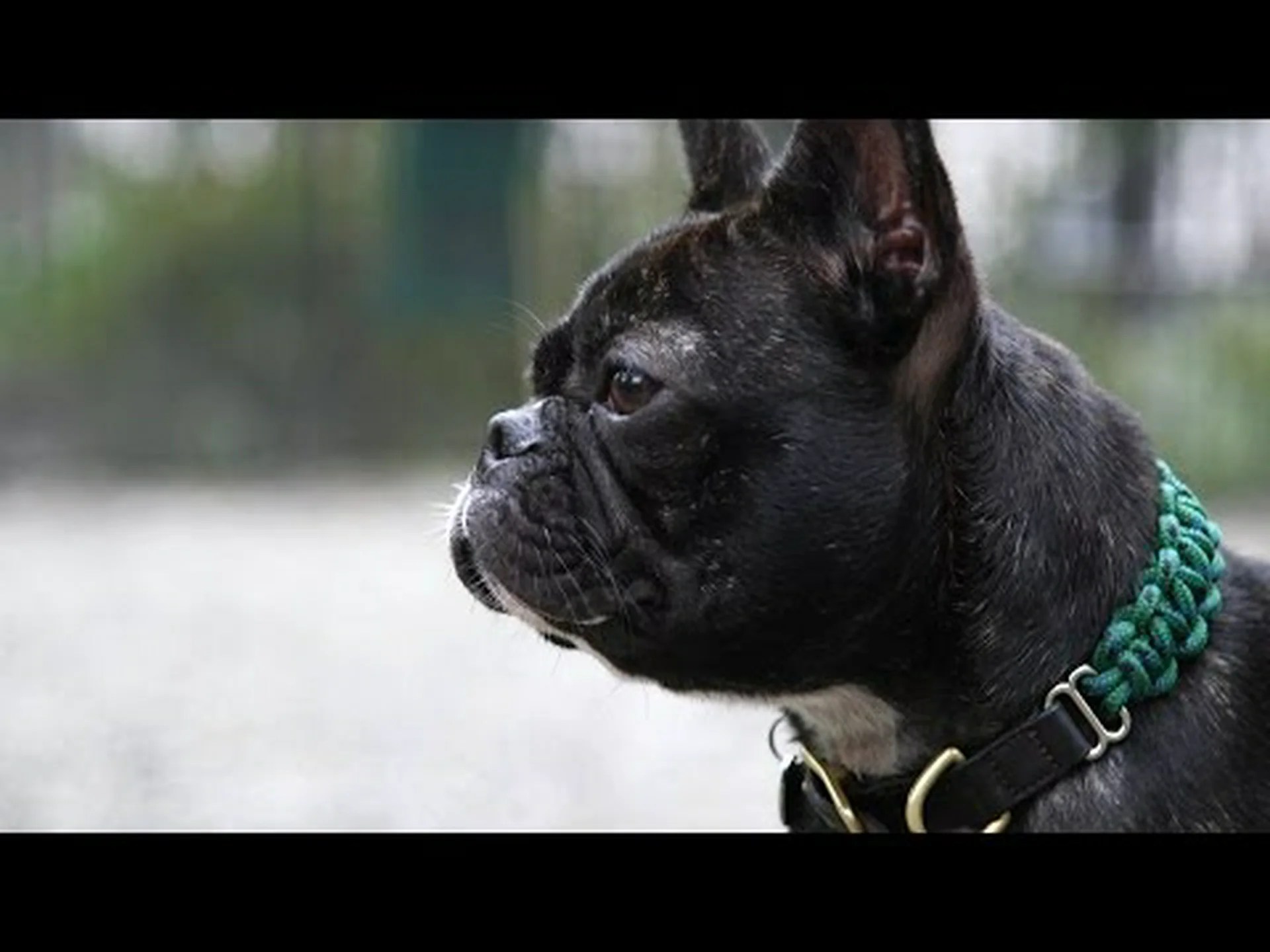 犬の年齢表: 人間の年齢をサイズ別に確認する 犬の年齢表: 人間の年齢をサイズ別に確認する