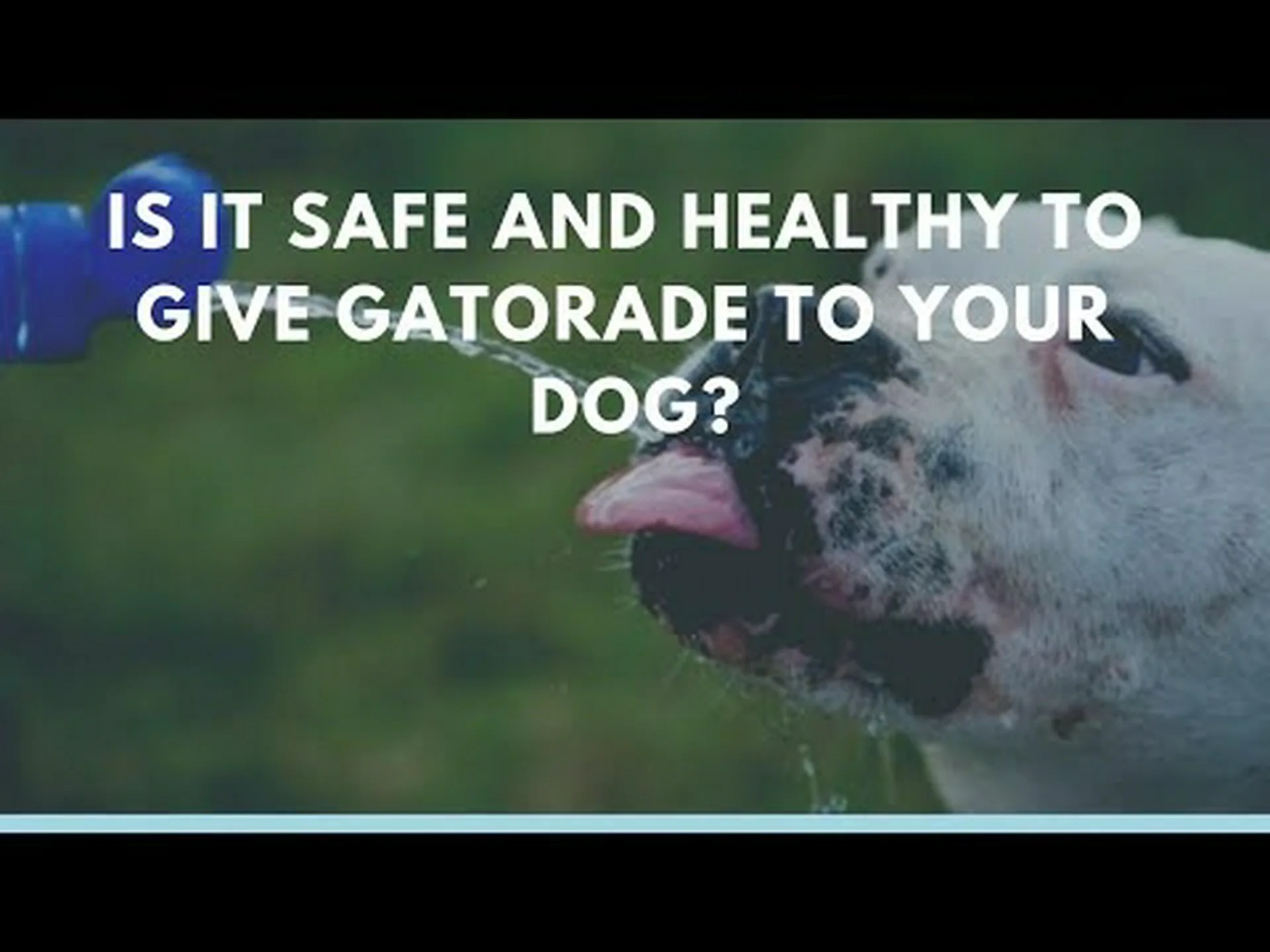 犬はゲータレードを安全に飲めますか?リスクは何ですか? 犬はゲータレードを安全に飲めますか?リスクは何ですか?