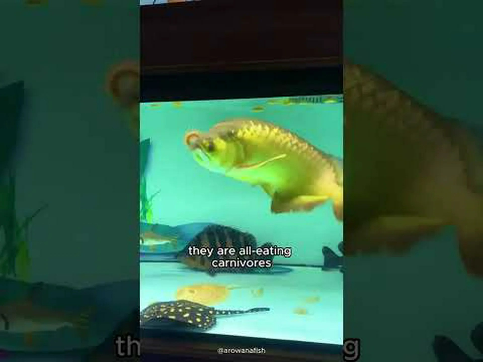 保険をかけるのに最も高価なペットの魚 6 種とその理由 保険をかけるのに最も高価なペットの魚 6 種とその理由