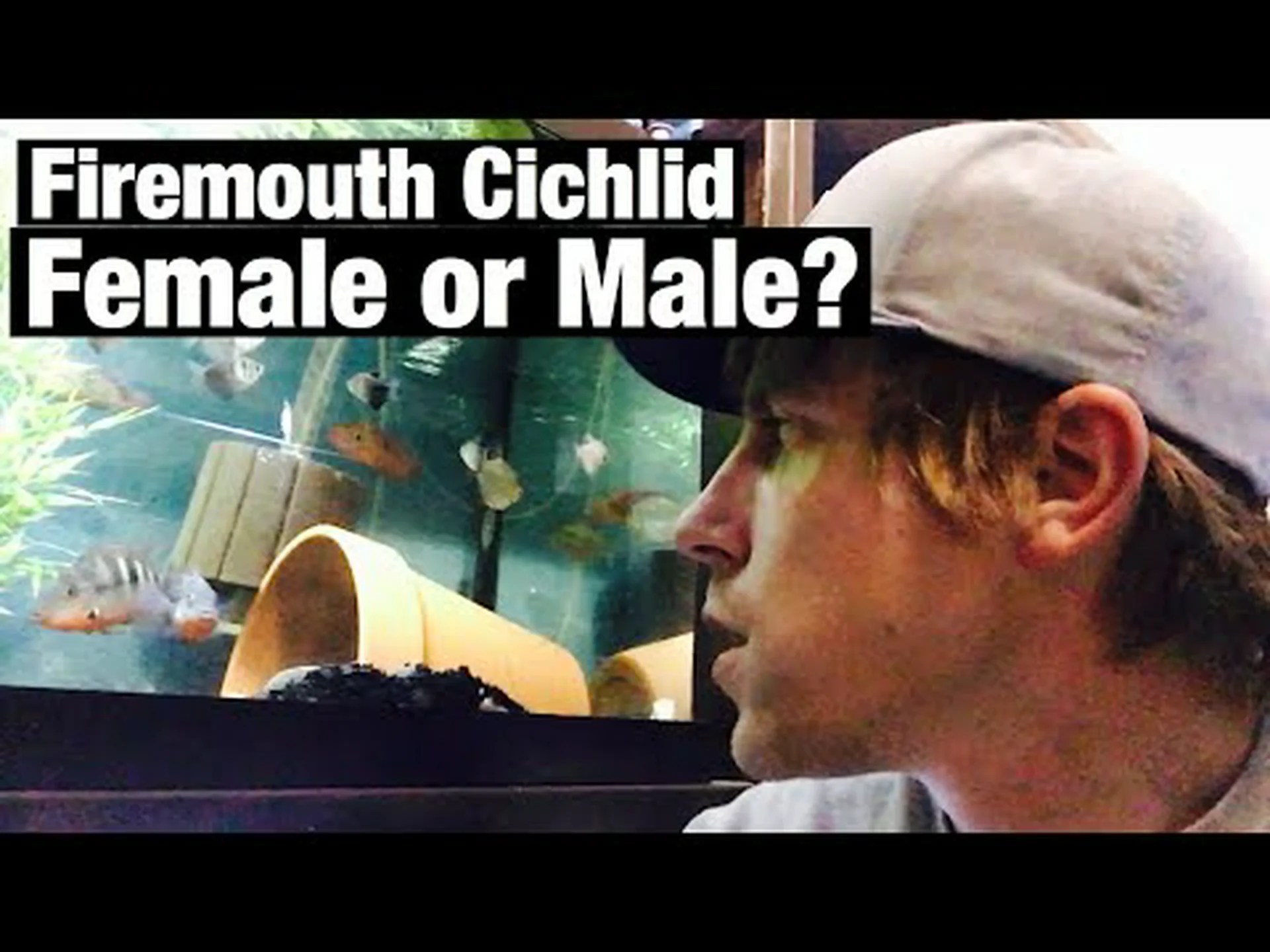 ファイアマウスシクリッドのオスとメス ファイアマウスシクリッドのオスとメス