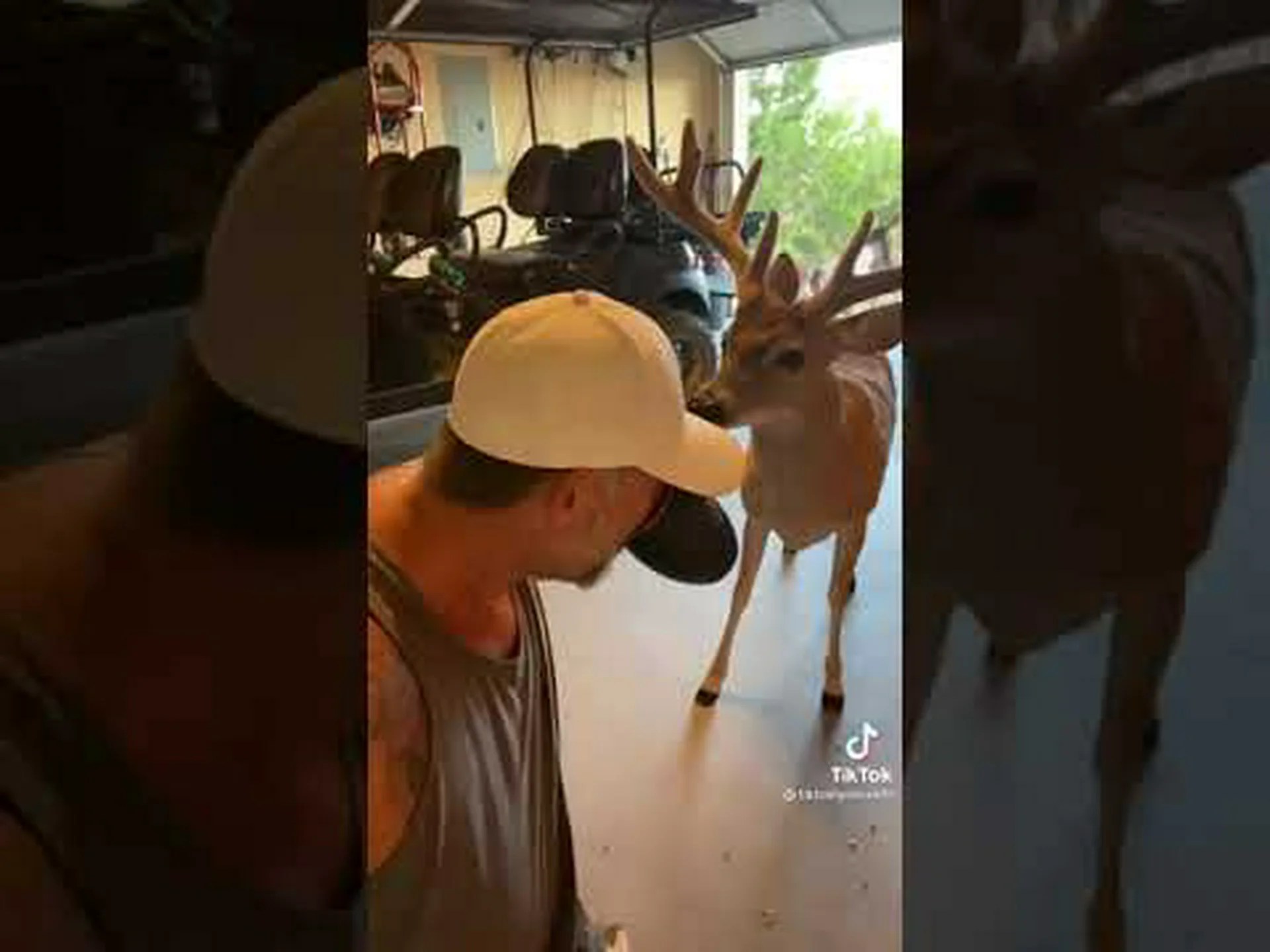 鹿の群れが食べ物を求めて男性のガレージに侵入 鹿の群れが食べ物を求めて男性のガレージに侵入