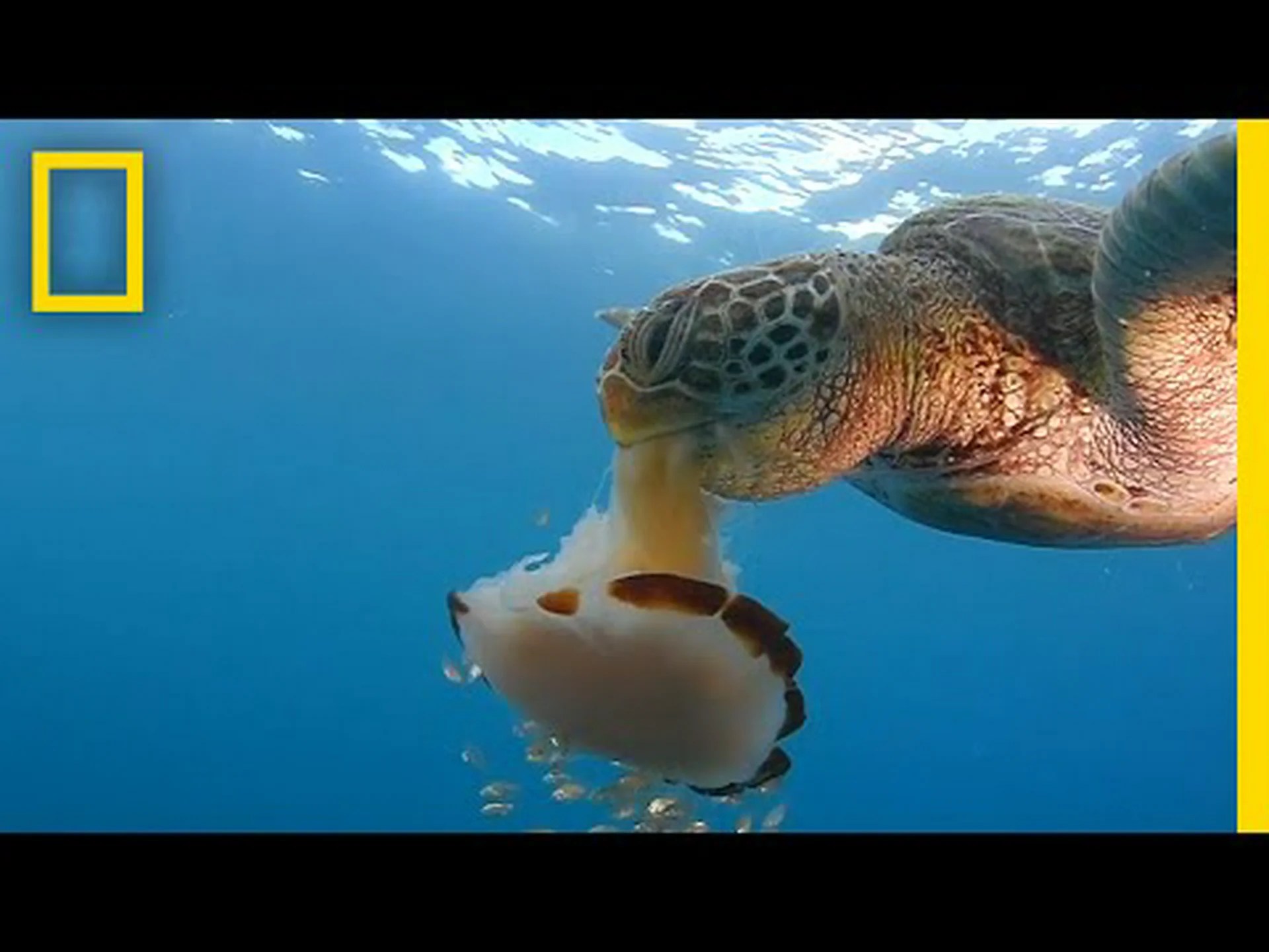 お腹を空かせたウミガメが、まるでキャンディーのようにクラゲを食べつくす様子をご覧ください お腹を空かせたウミガメが、まるでキャンディーのようにクラゲを食べつくす様子をご覧ください
