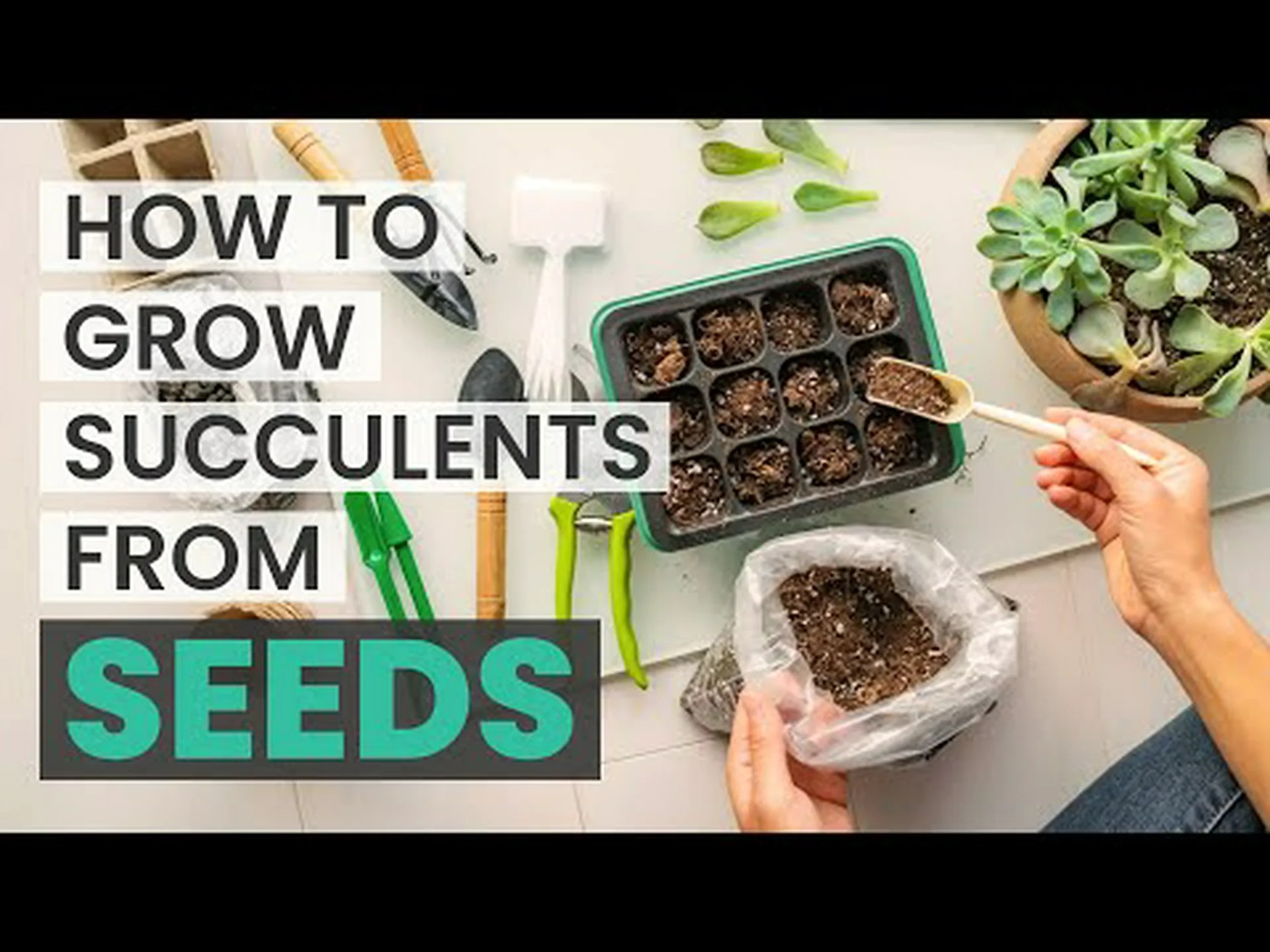 多肉植物の種を植える方法: 究極のガイド 多肉植物の種を植える方法: 究極のガイド