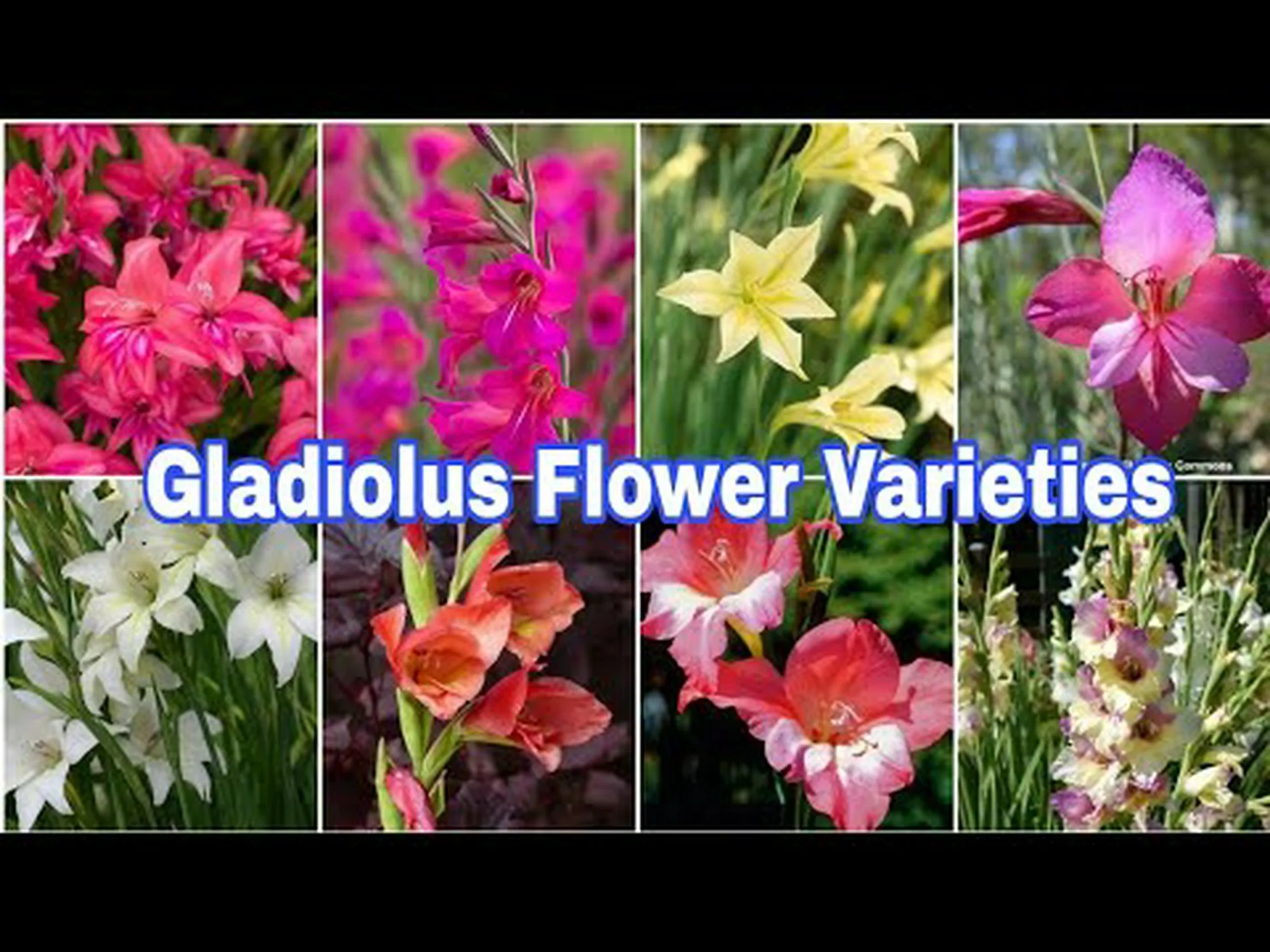 15種類のグラジオラスの球根 15種類のグラジオラスの球根