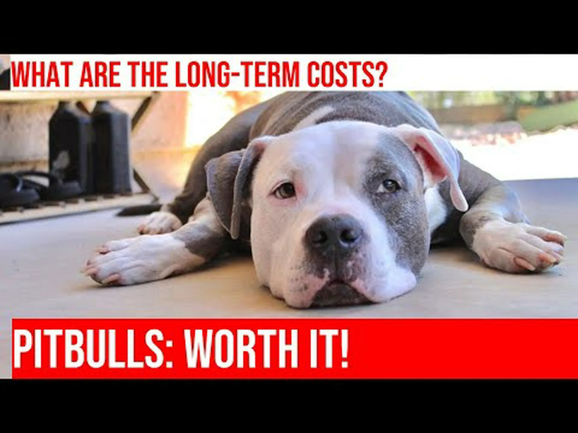 2024 年のピットブルの価格: 購入費用、獣医師の請求書など! 2024 年のピットブルの価格: 購入費用、獣医師の請求書など!