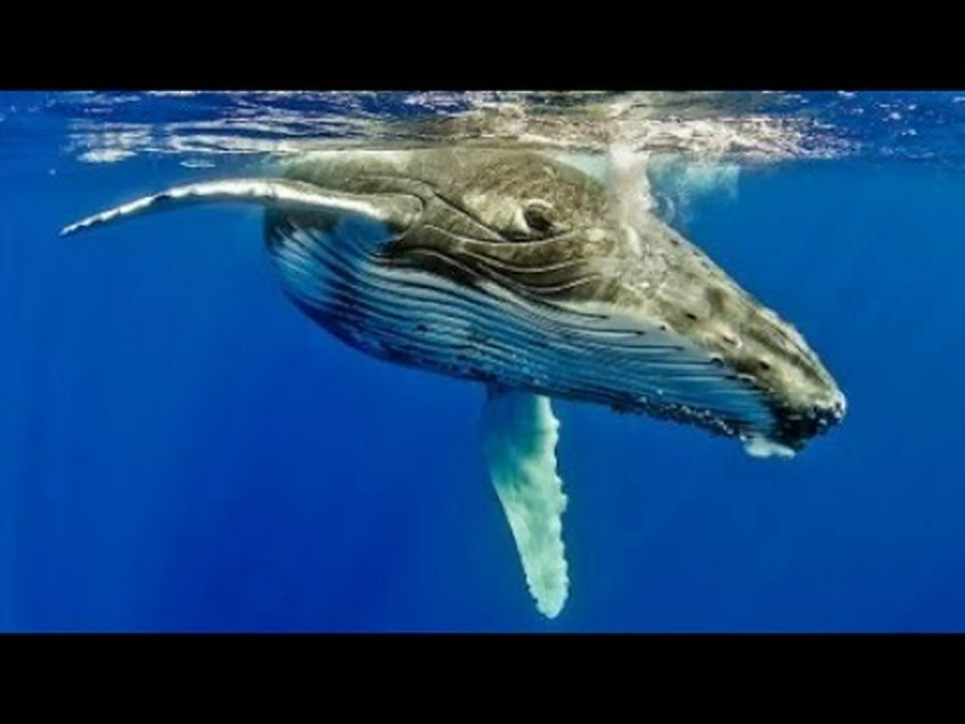 サンフランシスコ湾で出会えるかもしれない 7 つの素晴らしいクジラ サンフランシスコ湾で出会えるかもしれない 7 つの素晴らしいクジラ