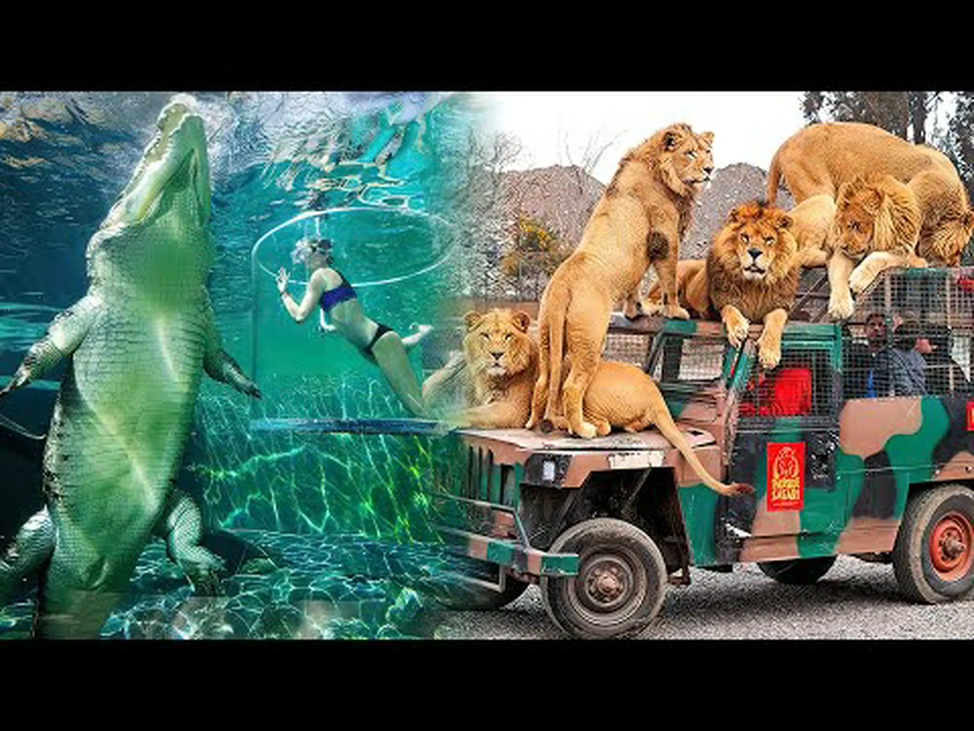 中西部の絶対最高の動物園 6 つを発見 (それぞれの動物園を訪れるのに最適な時期も) 中西部の絶対最高の動物園 6 つを発見 (それぞれの動物園を訪れるのに最適な時期も)