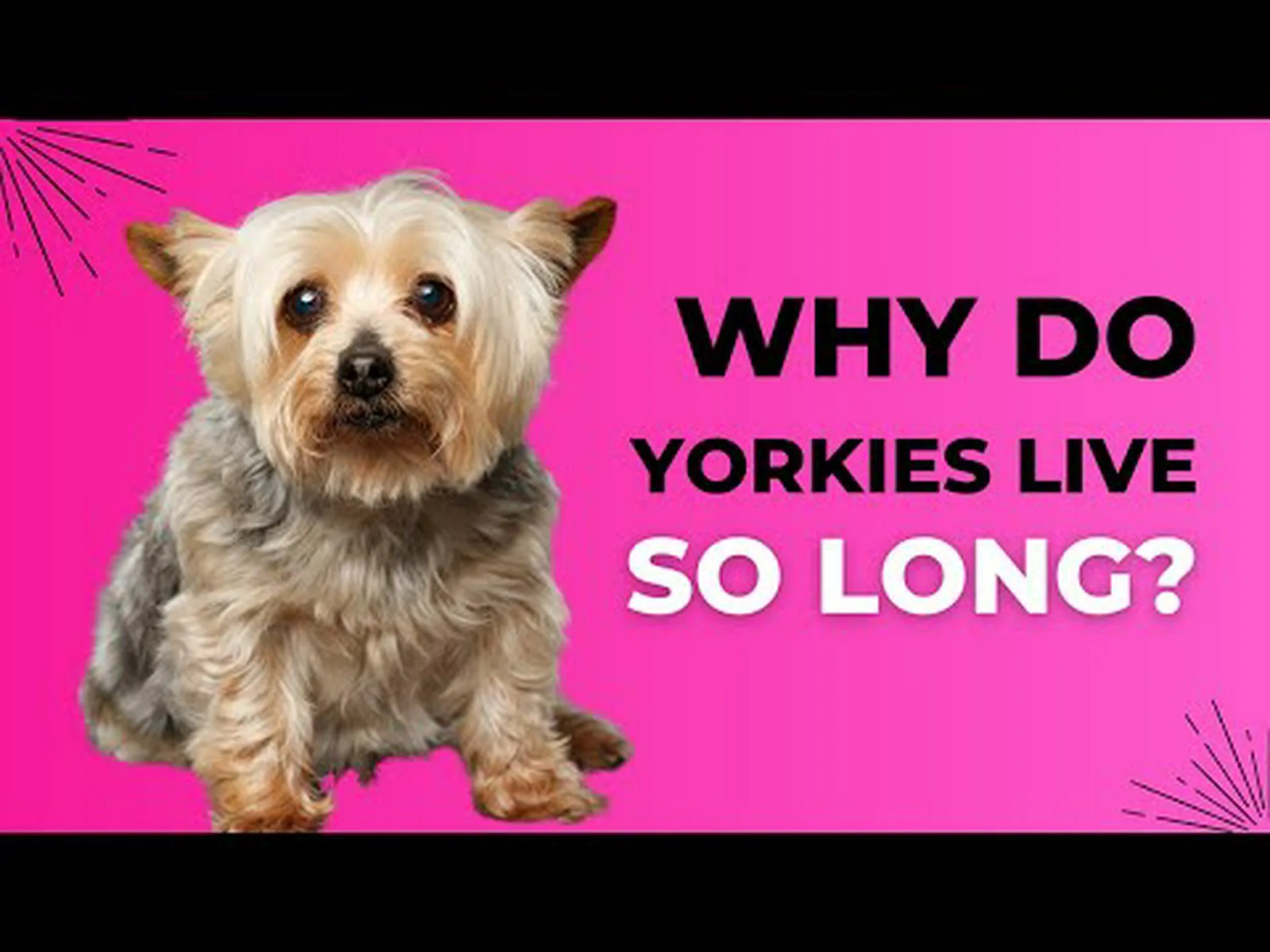 ヨーキーの寿命: ヨーキーはどのくらい生きますか? ヨーキーの寿命: ヨーキーはどのくらい生きますか?