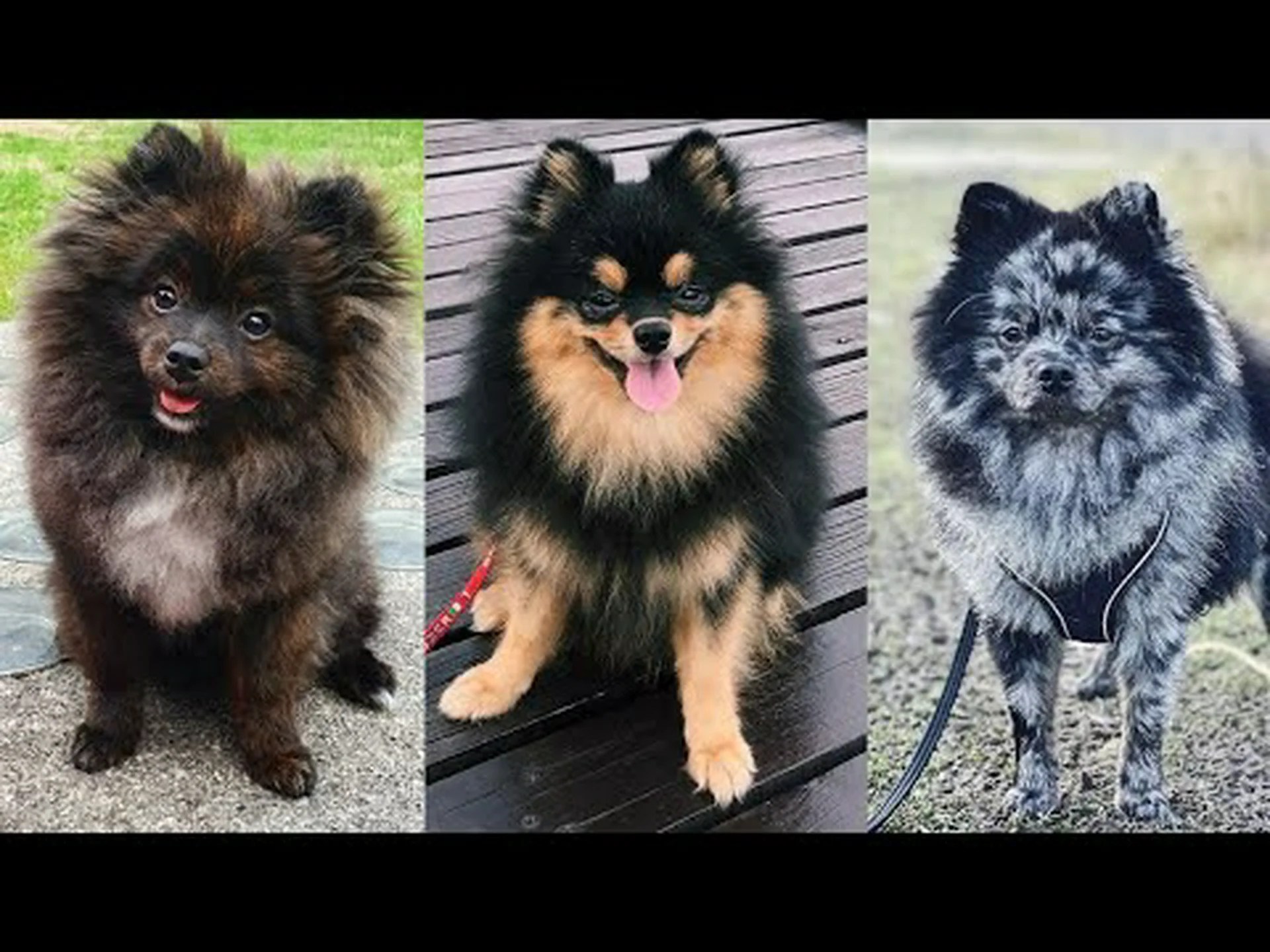 ポメラニアンの色: 最も珍しいものから最も一般的なものまで ポメラニアンの色: 最も珍しいものから最も一般的なものまで