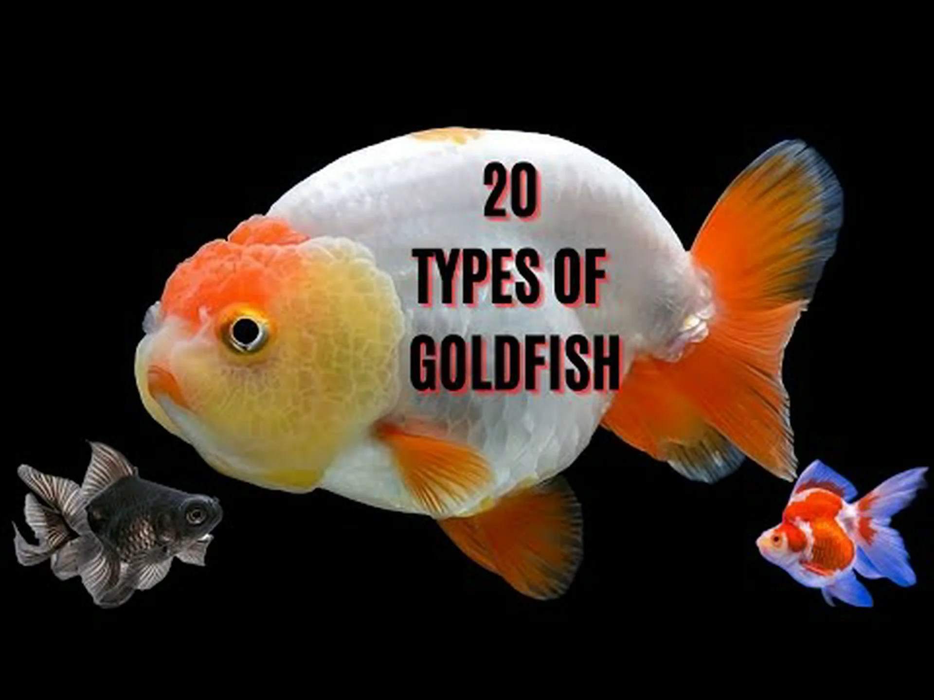 最も高価な金魚の種類トップ 10 を確認してください 最も高価な金魚の種類トップ 10 を確認してください