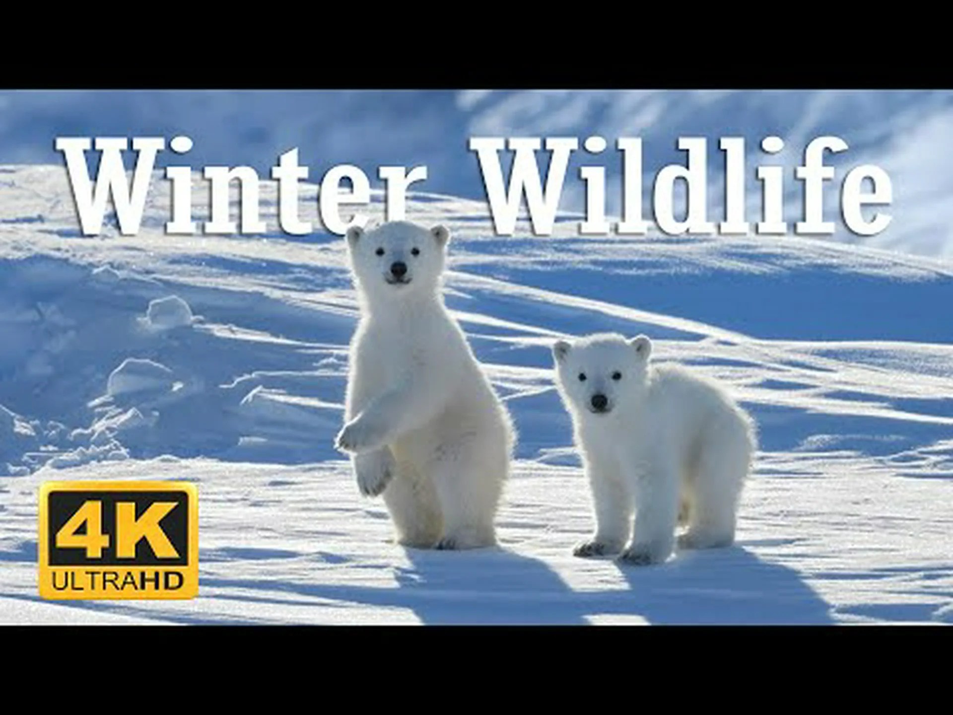 テキサス最大のクリスマス吹雪 テキサス最大のクリスマス吹雪