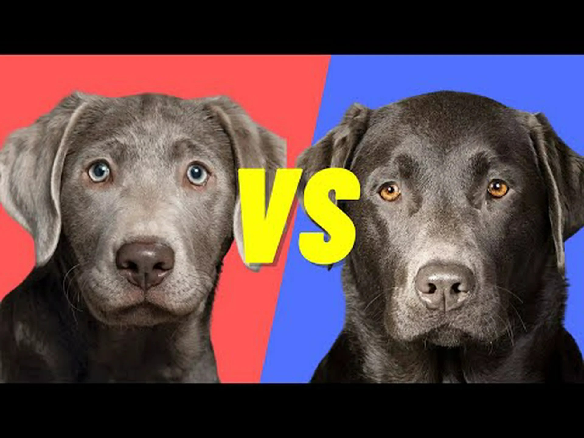 シルバーラボとワイマラナー: 5 つの主な違い シルバーラボとワイマラナー: 5 つの主な違い