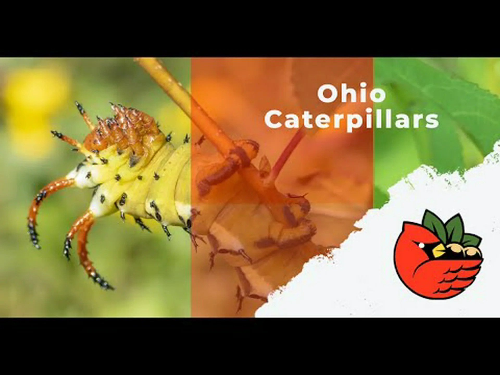 オハイオ州でよく見かける12の蛾 オハイオ州でよく見かける12の蛾