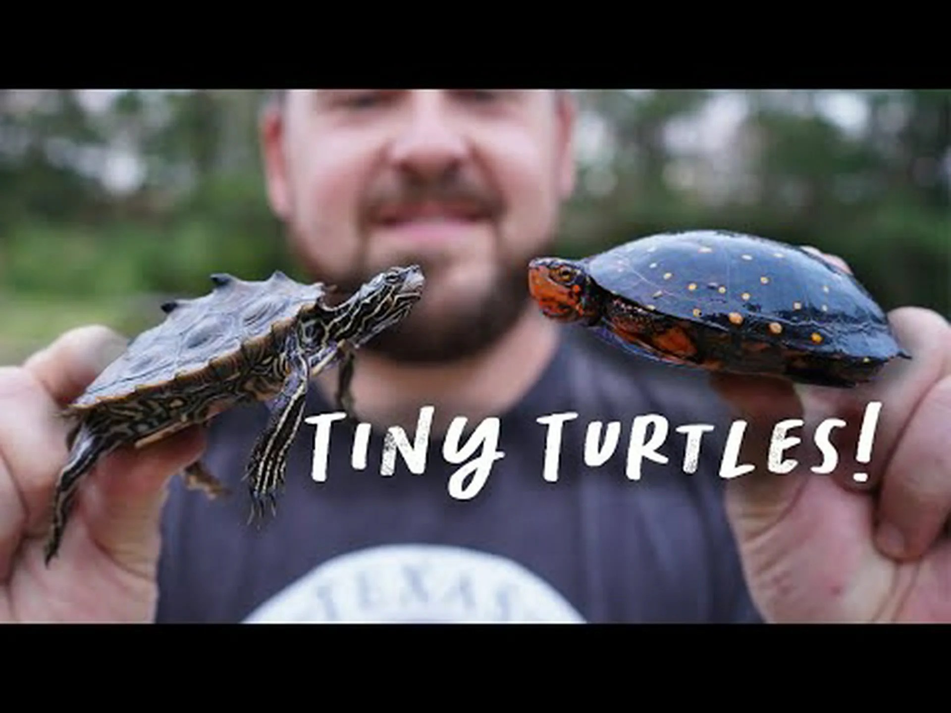 フロリダの信じられないほどの淡水ガメ 5 匹 フロリダの信じられないほどの淡水ガメ 5 匹