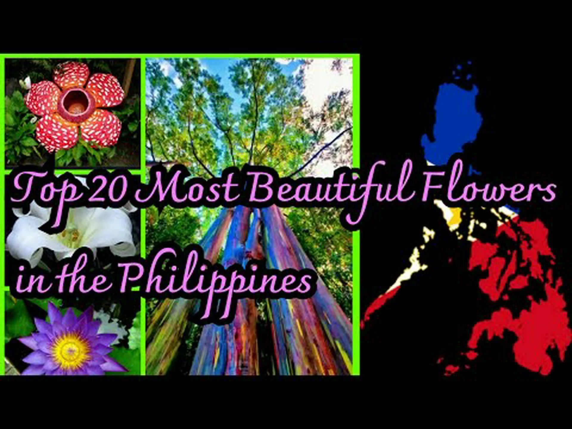 フィリピン原産の18の豪華な花 フィリピン原産の18の豪華な花