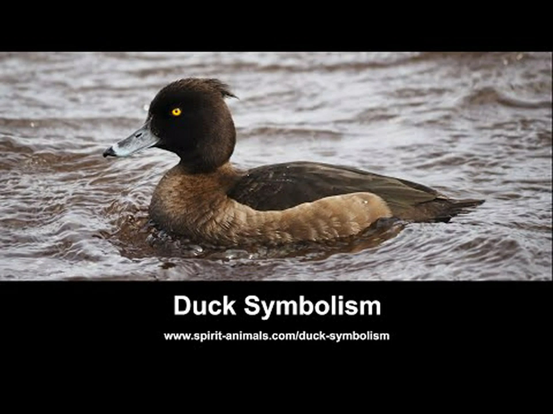 アヒルの霊の動物の象徴と意味 アヒルの霊の動物の象徴と意味